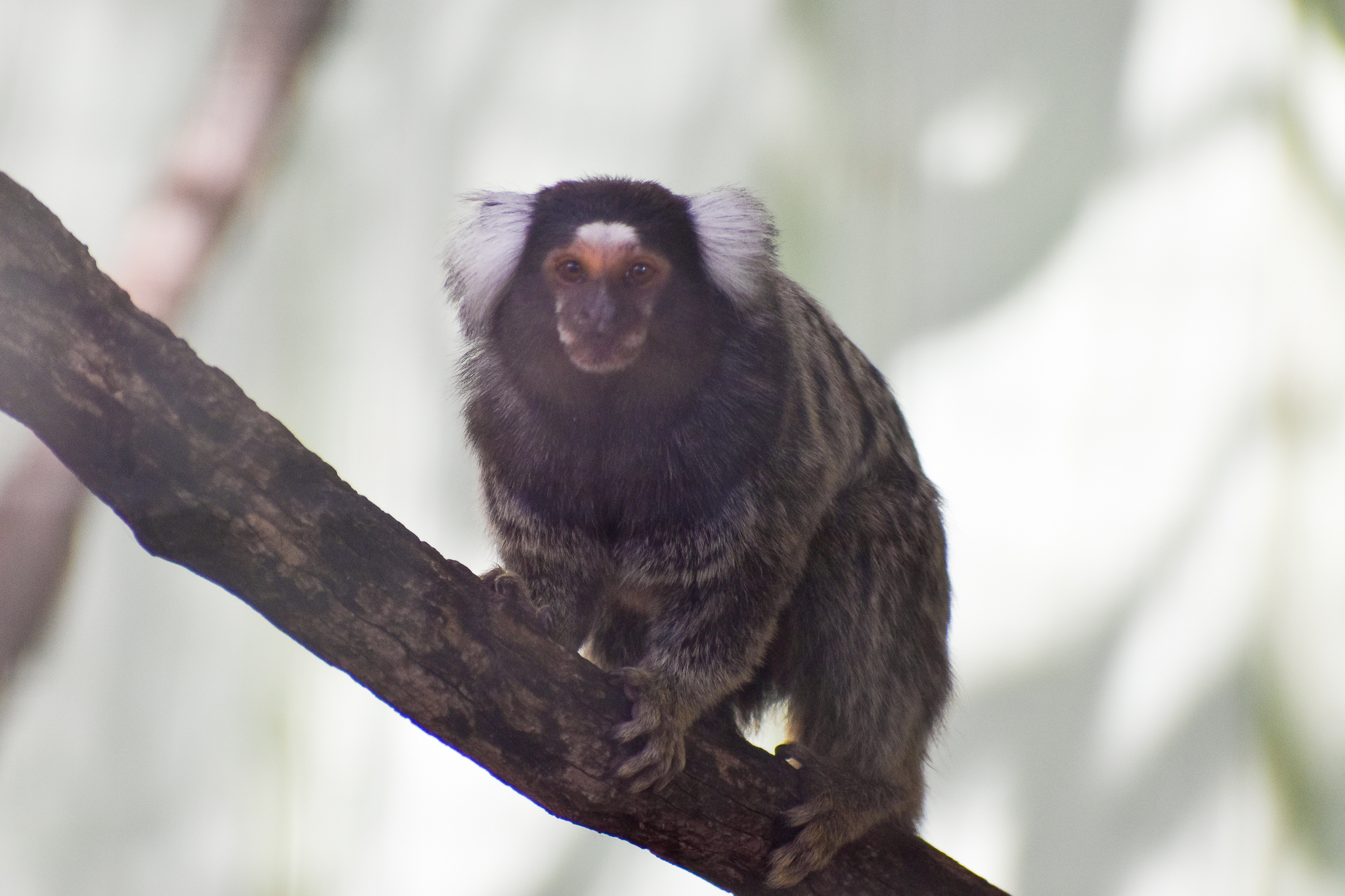 Common Marmoset (Callithrix jacchus)