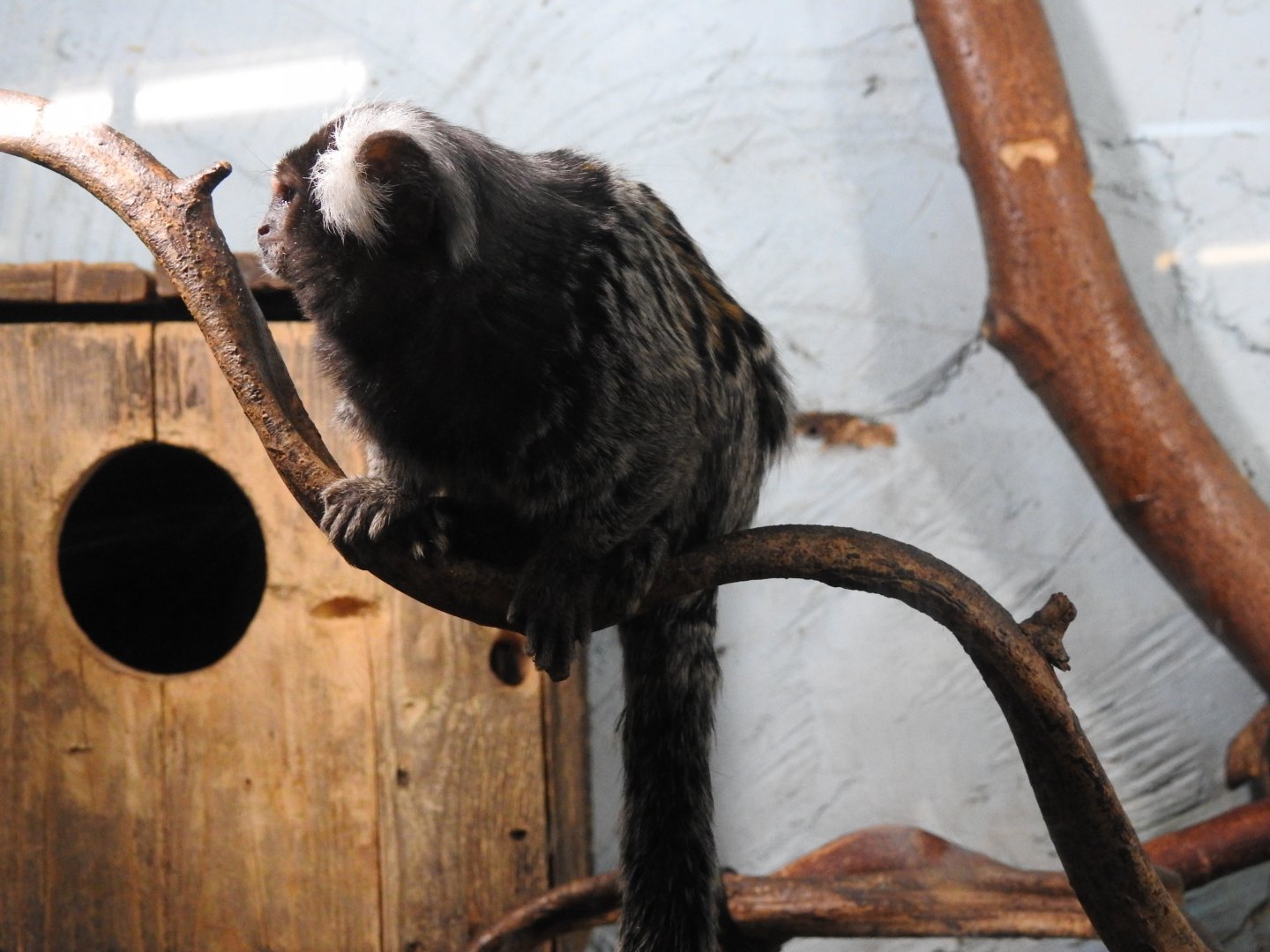 Common Marmoset (Callithrix jacchus)