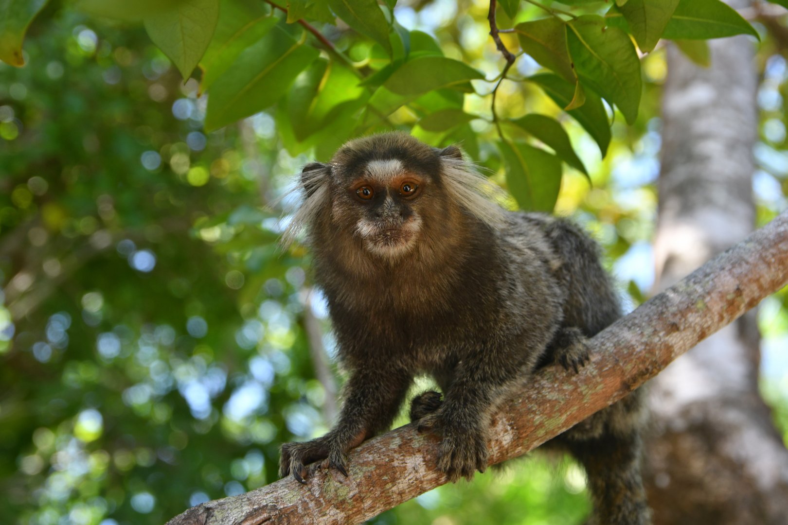 Common marmoset (Callithrix jacchus)