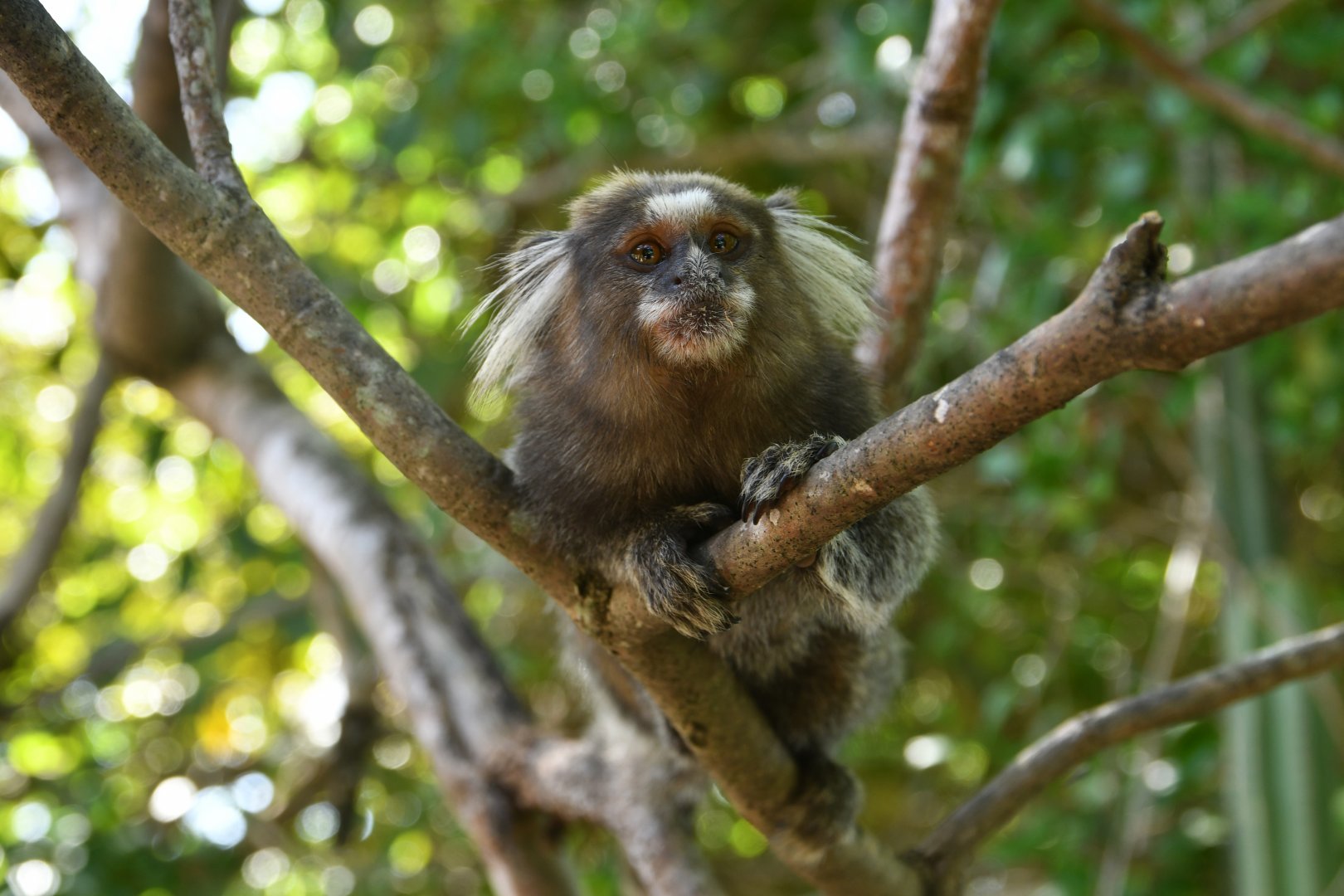 Common marmoset (Callithrix jacchus)