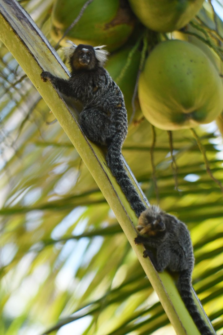 Common marmoset (Callithrix jacchus)