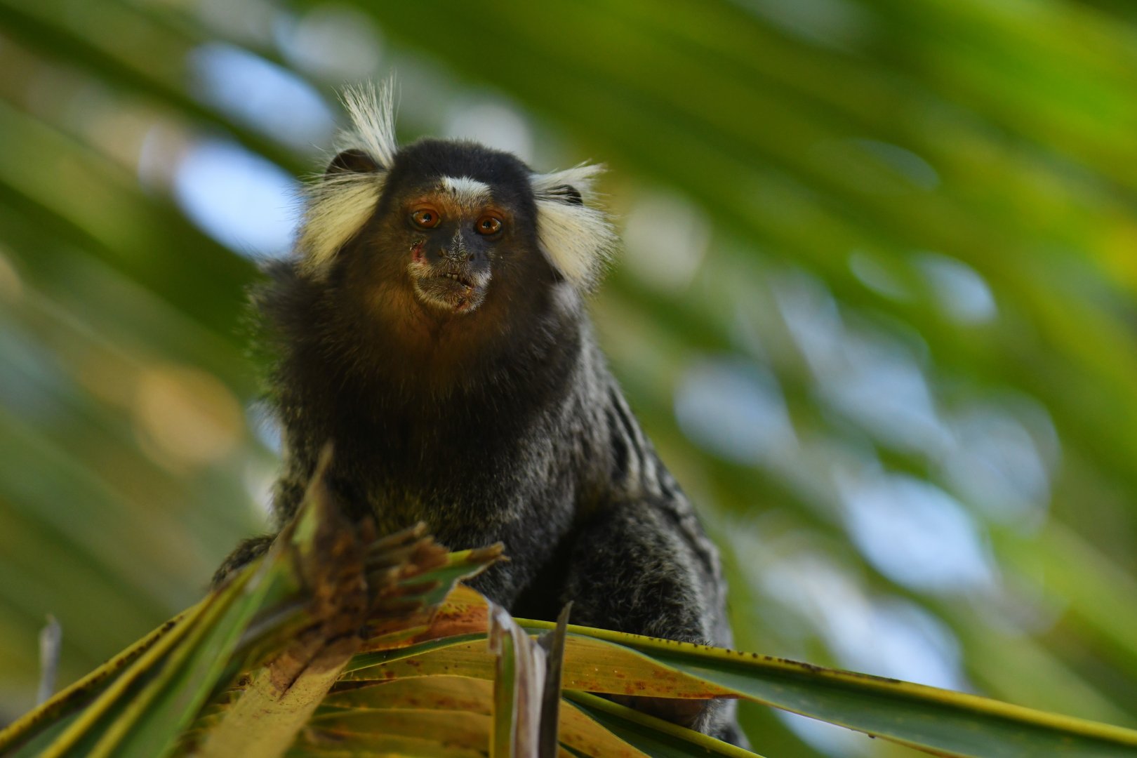 Common marmoset (Callithrix jacchus)