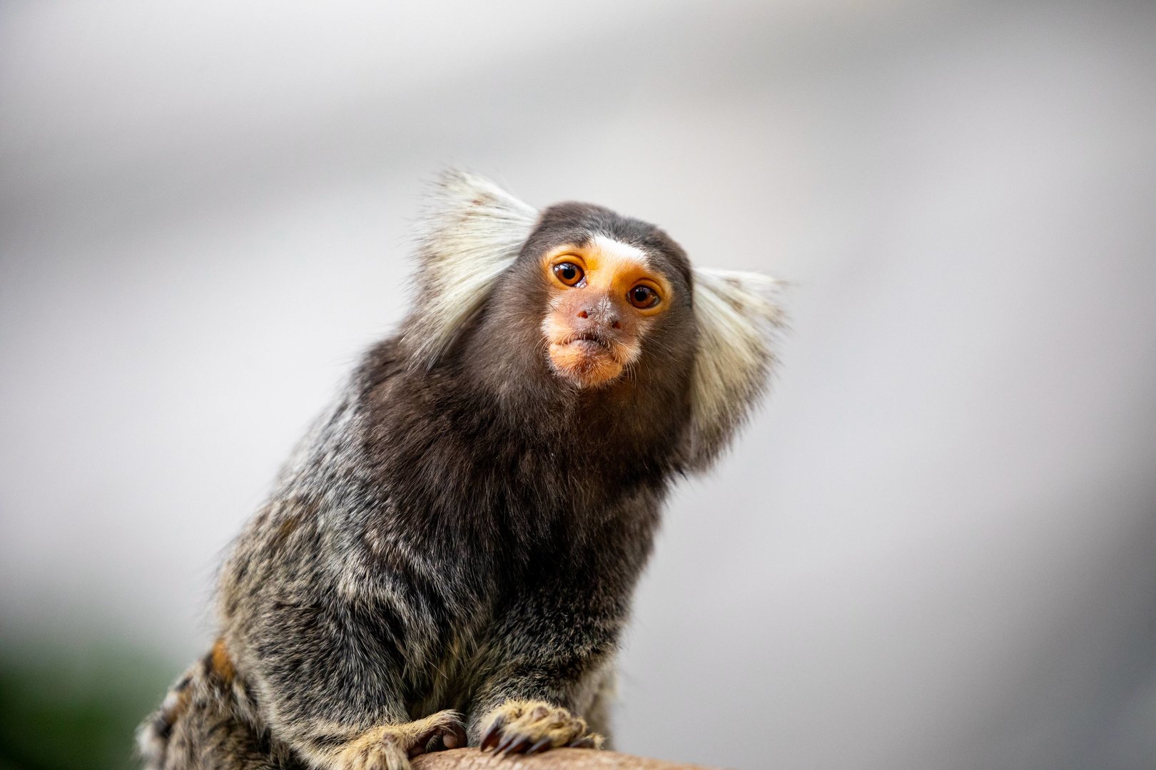 common marmoset (Callithrix jacchus)