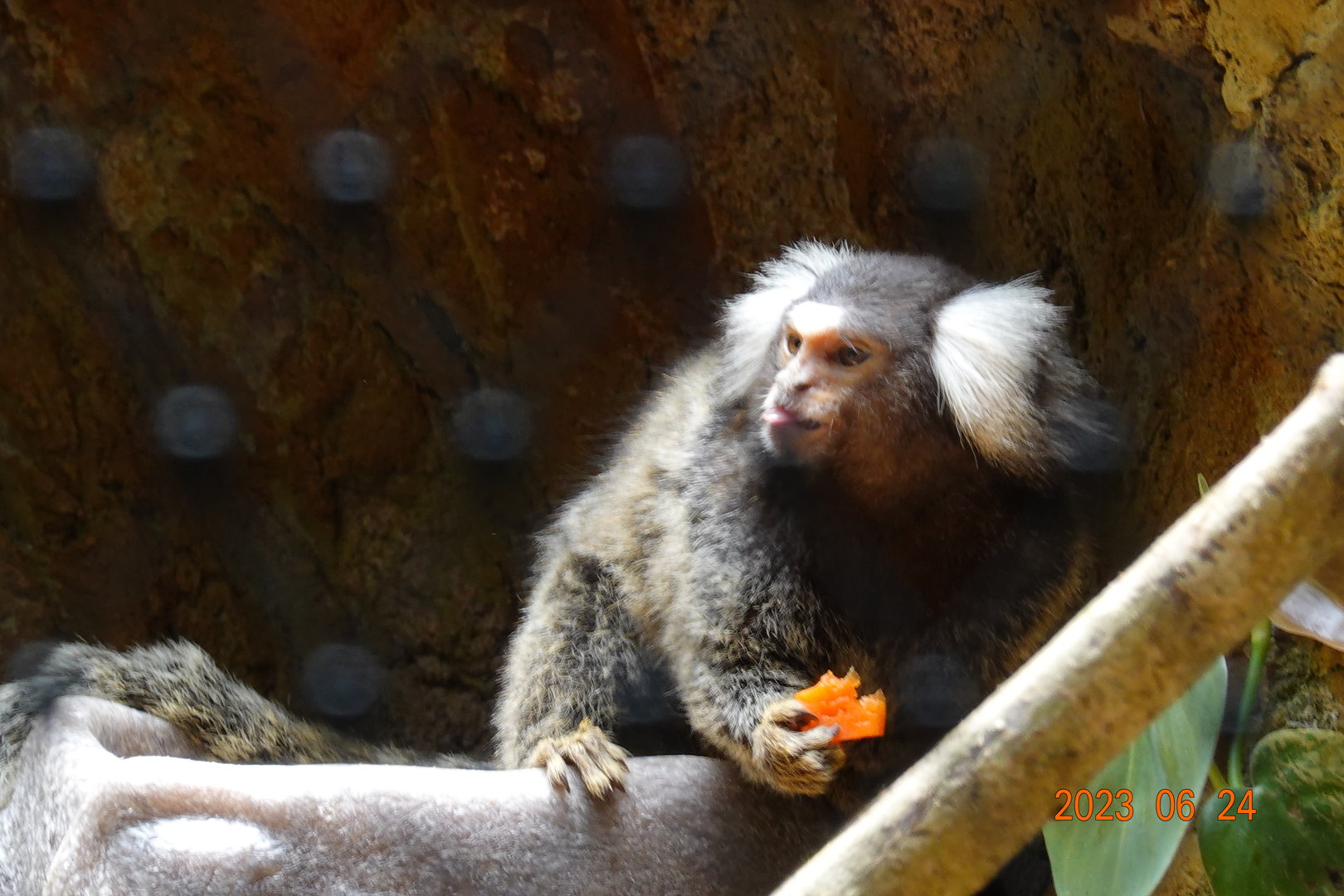 Common Marmoset (Callithrix jacchus)
