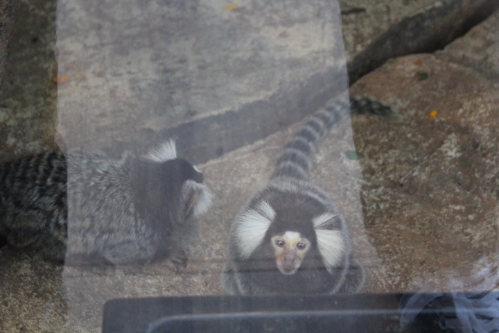 Common marmoset (Callithrix jacchus)