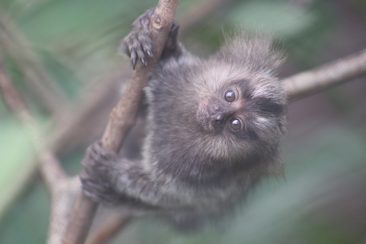 Common Marmoset (Callithrix jacchus)