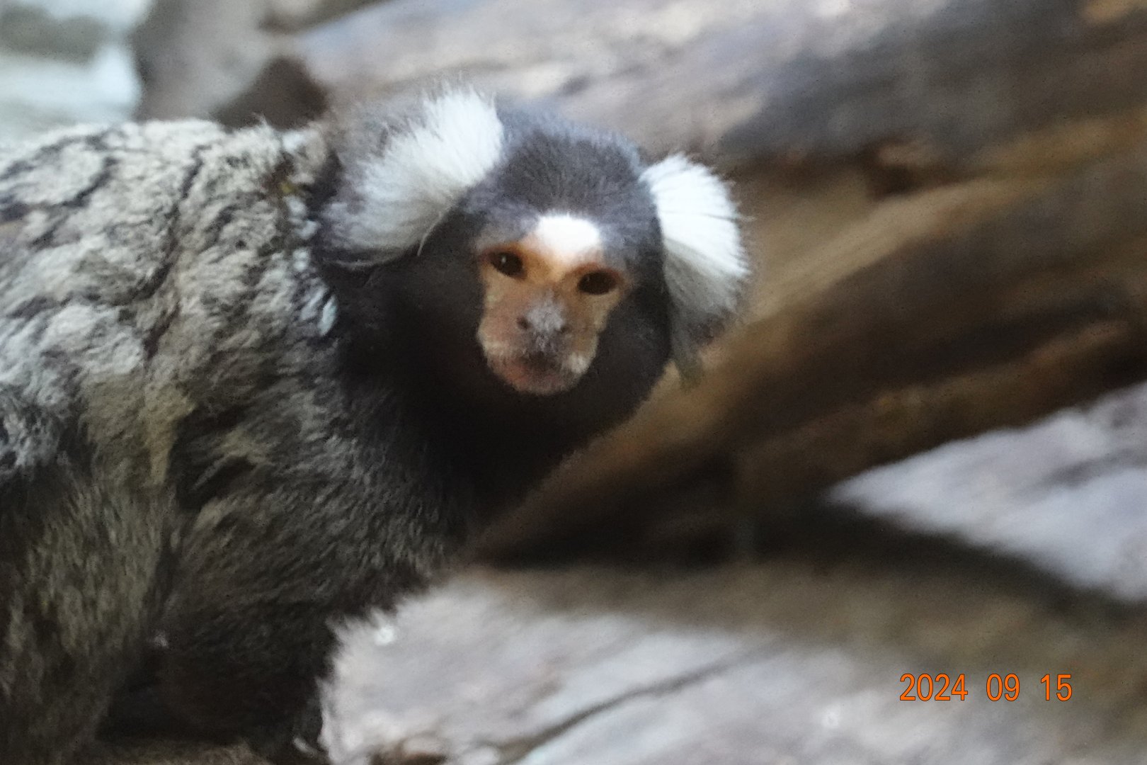 Common Marmoset (Callithrix jacchus)