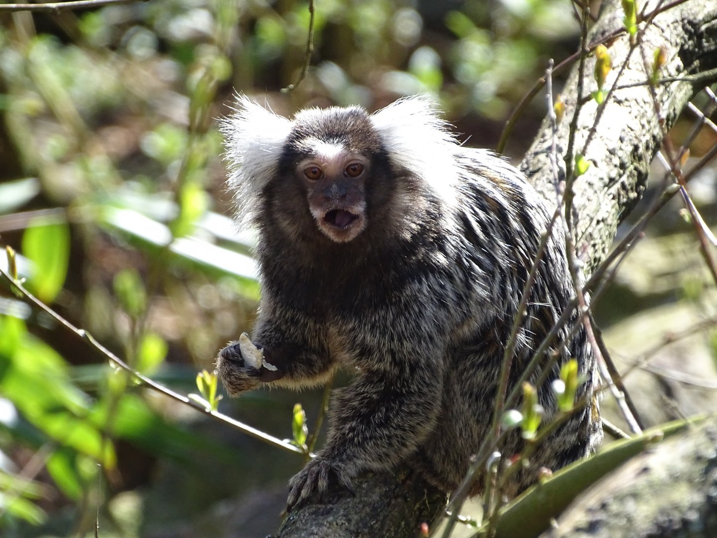 Common marmoset (Callithrix jacchus)