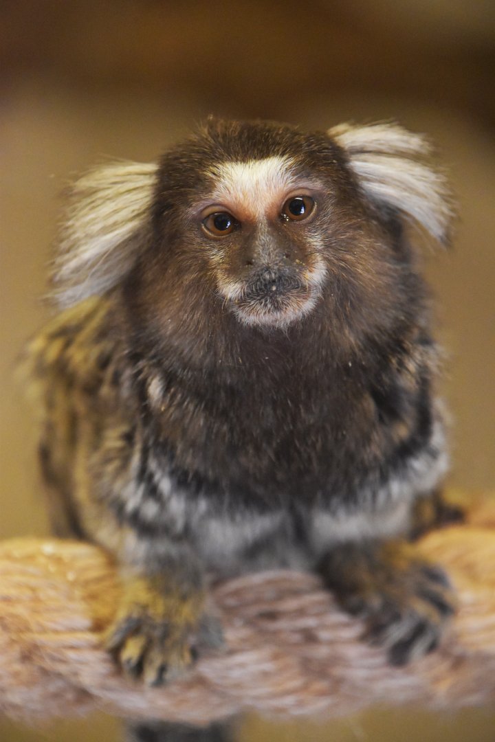 Common marmoset, Callithrix jacchus