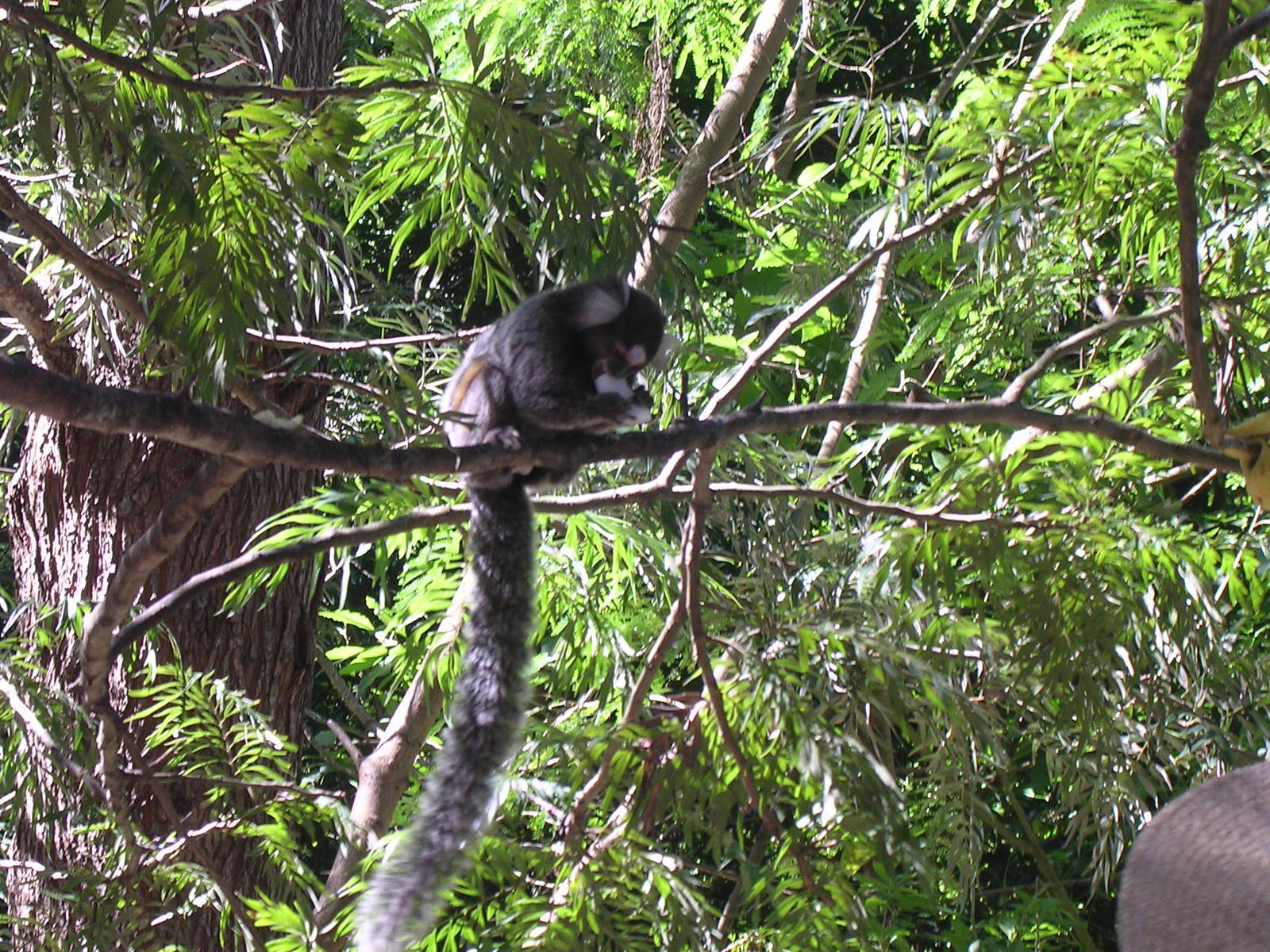 Common marmoset eating