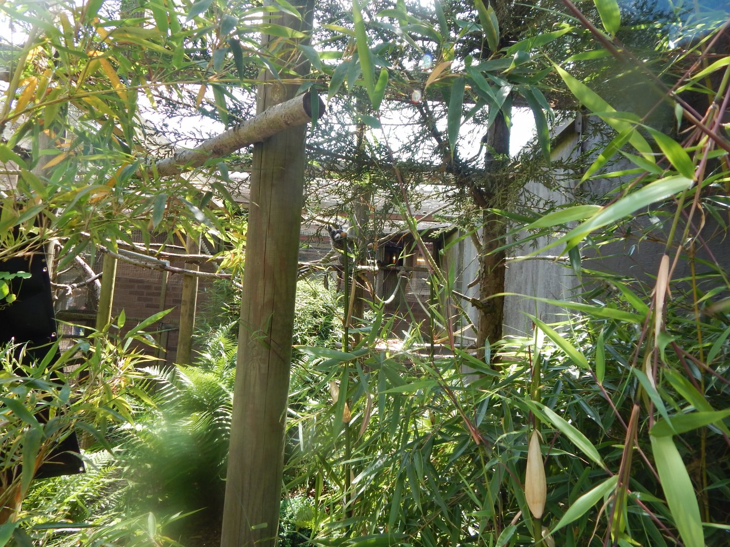 Common marmoset enclosure 020721