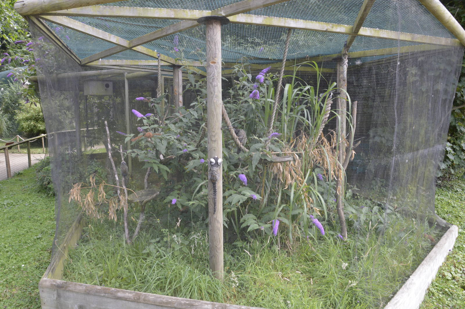 Common Marmoset Enclosure 050816