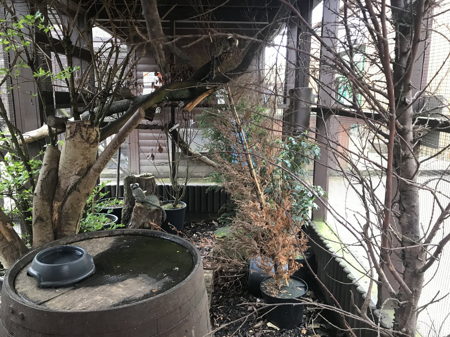 Common marmoset enclosure (2)