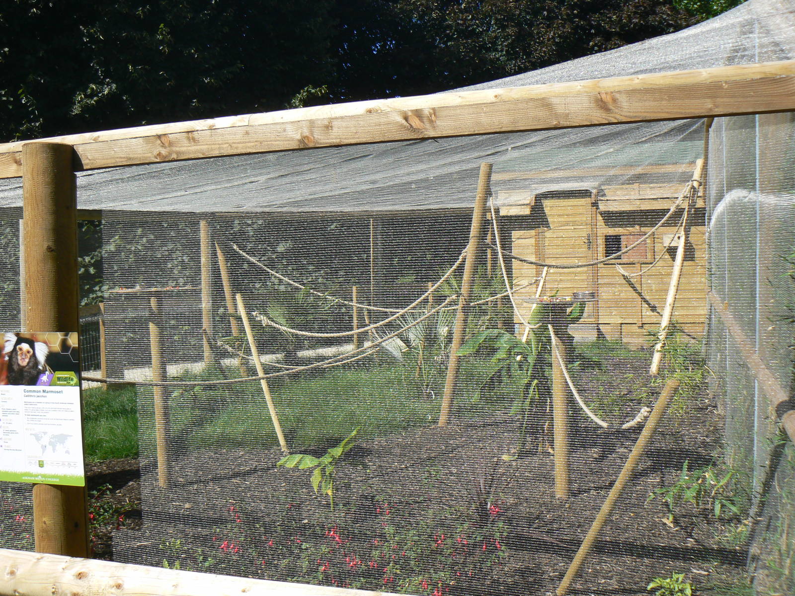 Common Marmoset Enclosure - 29 August 2016, Askham Bryan Wildlife and Conse