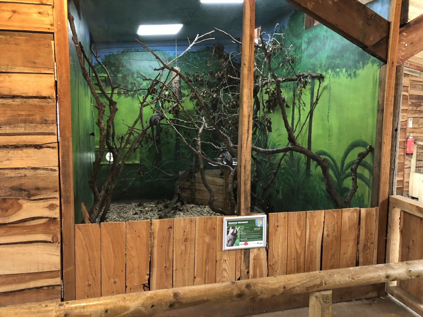 Common Marmoset Enclosure at Northumberland Country Zoo (September 2021)