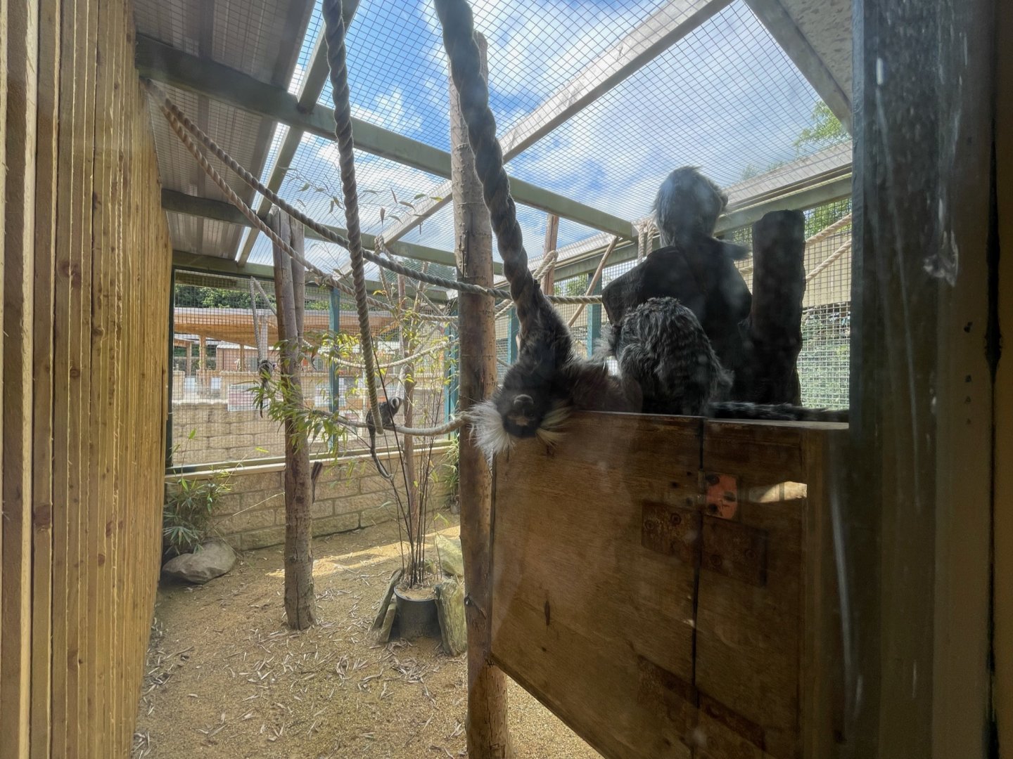 Common Marmoset Enclosure at Ponderosa Zoo (July 2021)