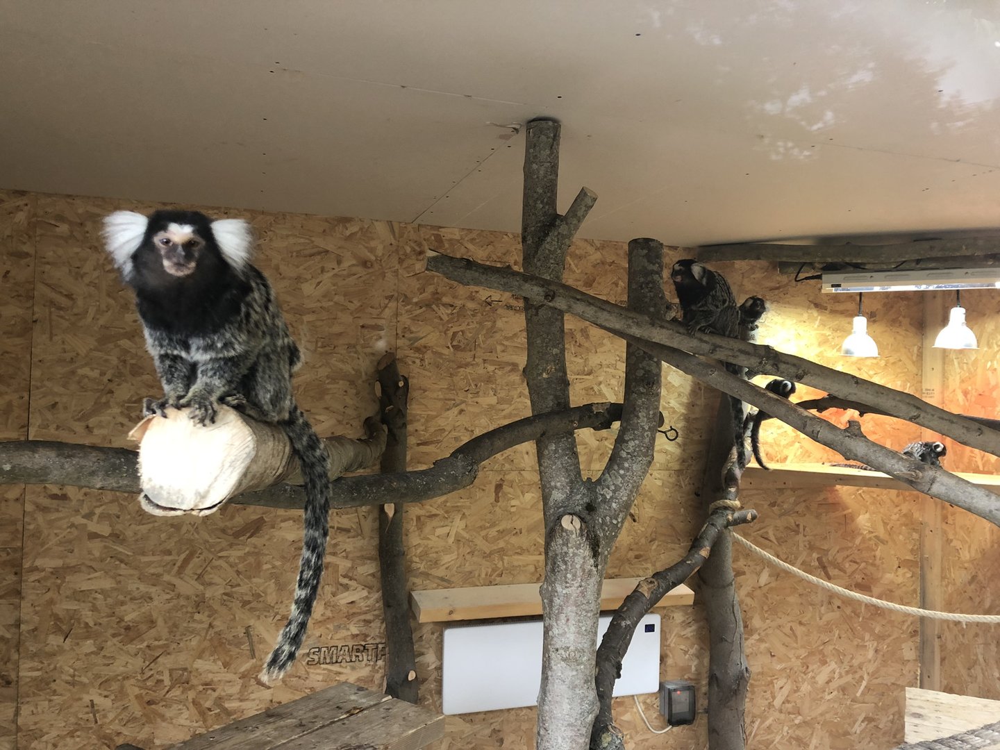 Common Marmoset Enclosure at Ponderosa Zoo (October 2022)