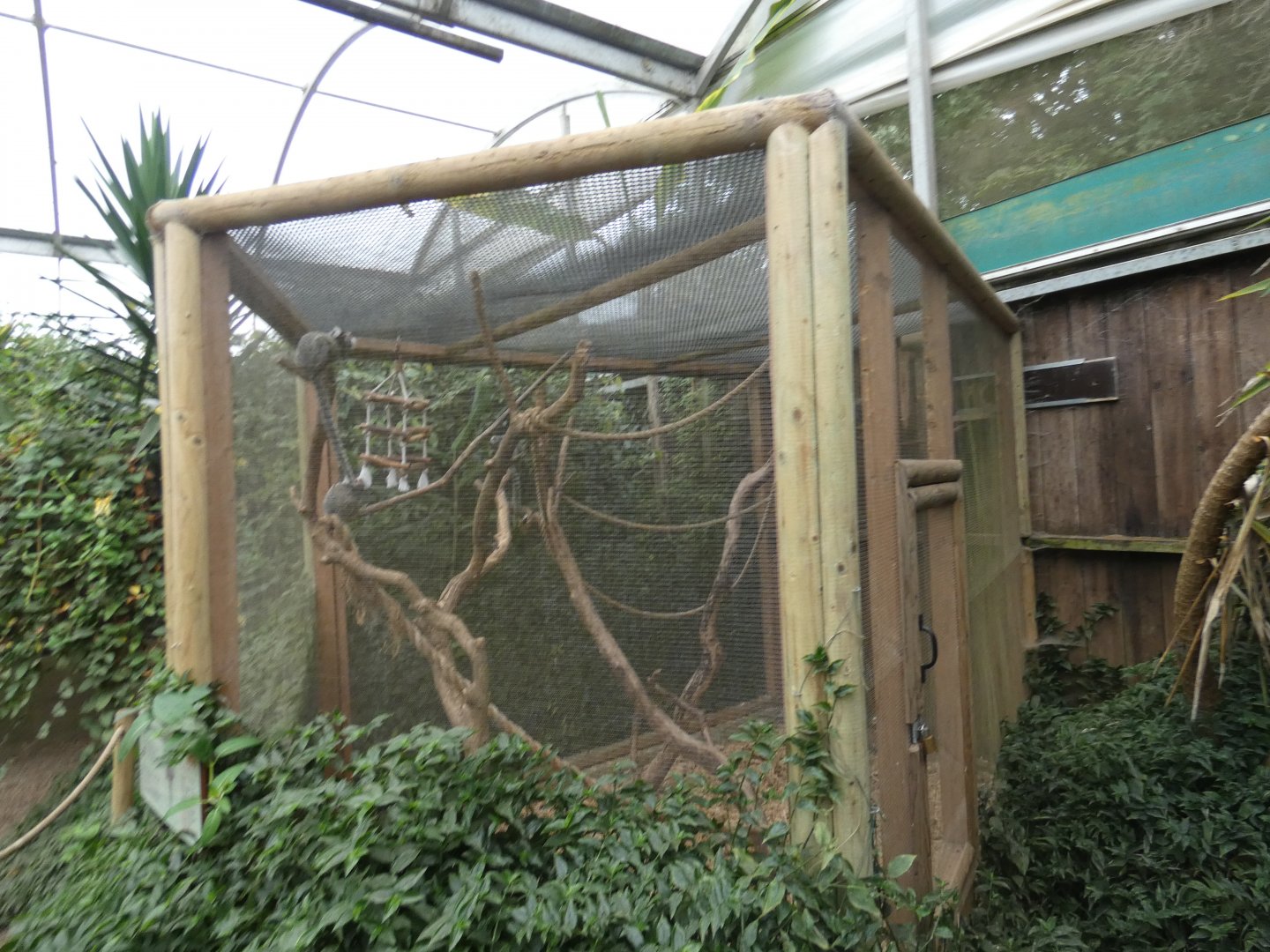Common marmoset enclosure in tropical house