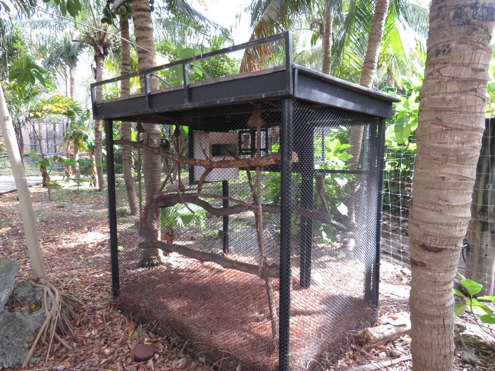 Common marmoset enclosure, March 2015