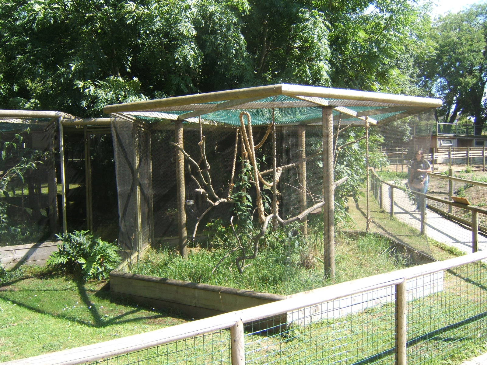 Common Marmoset enclosure