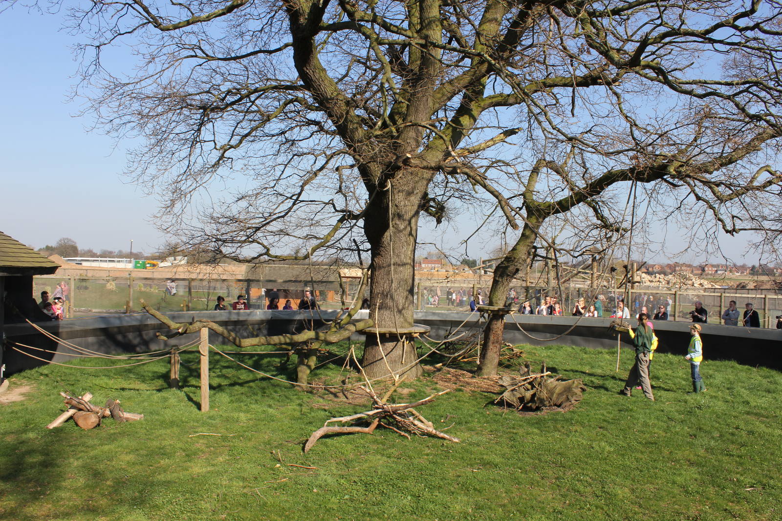 Common Marmoset enclosure.