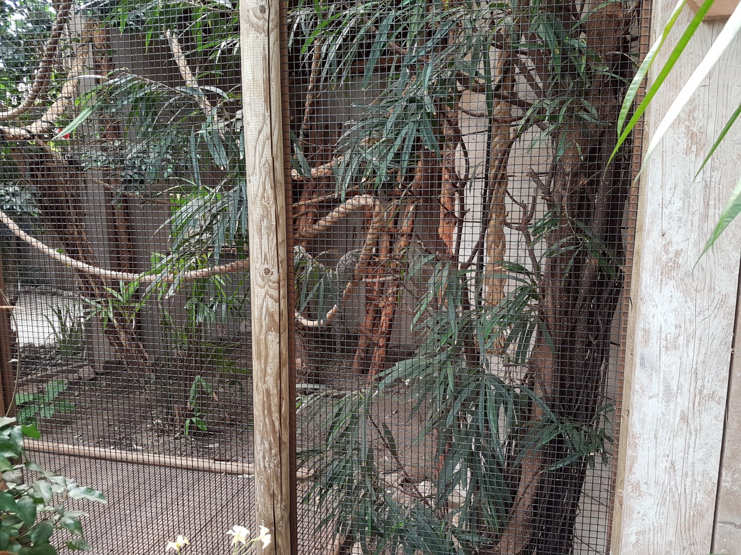 Common marmoset-enclosure