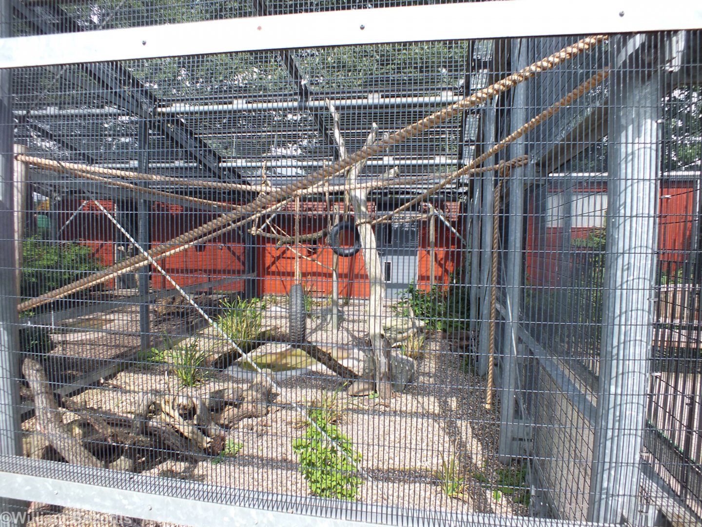 Common Marmoset Enclosure