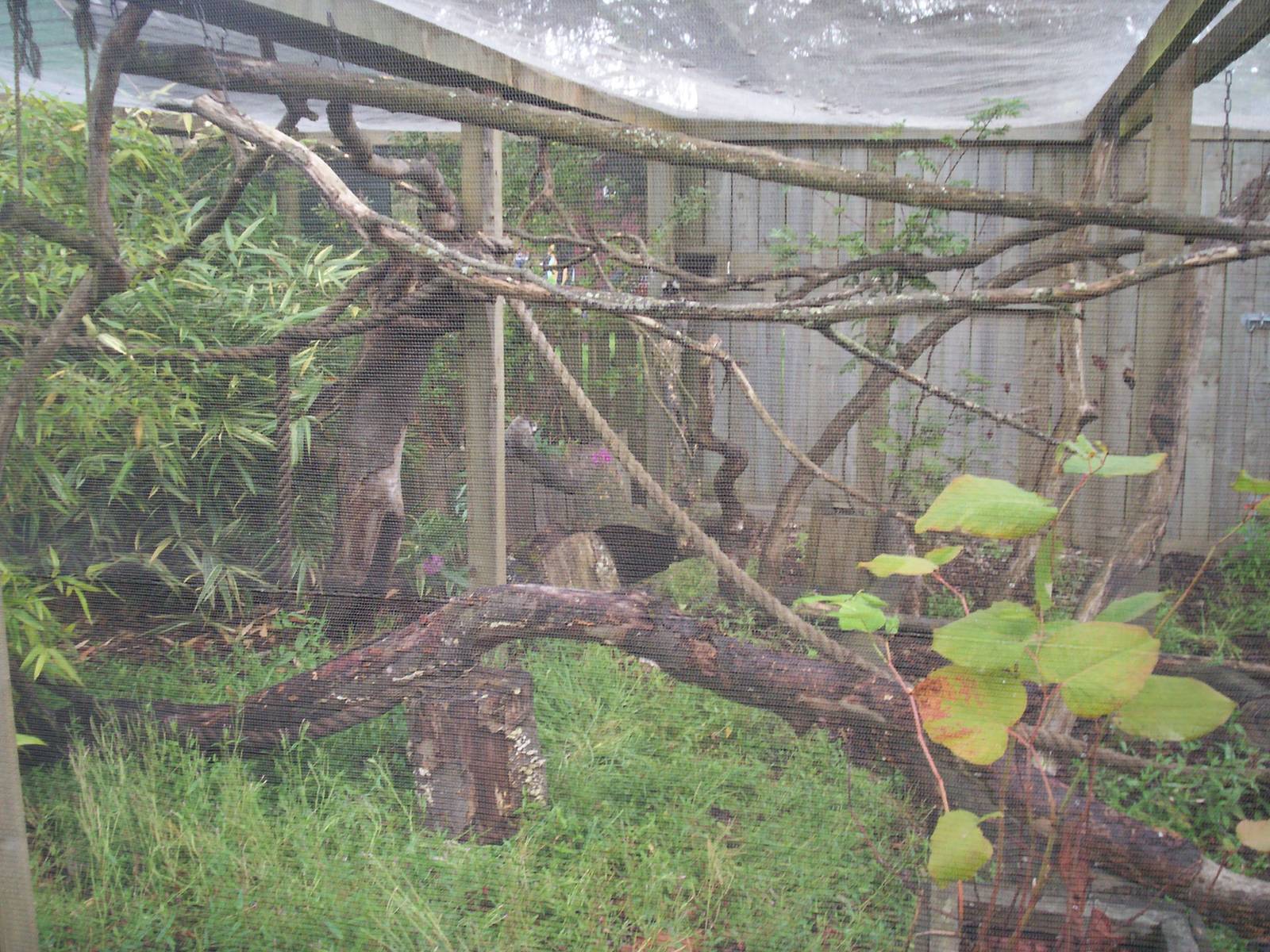 Common marmoset enclosure