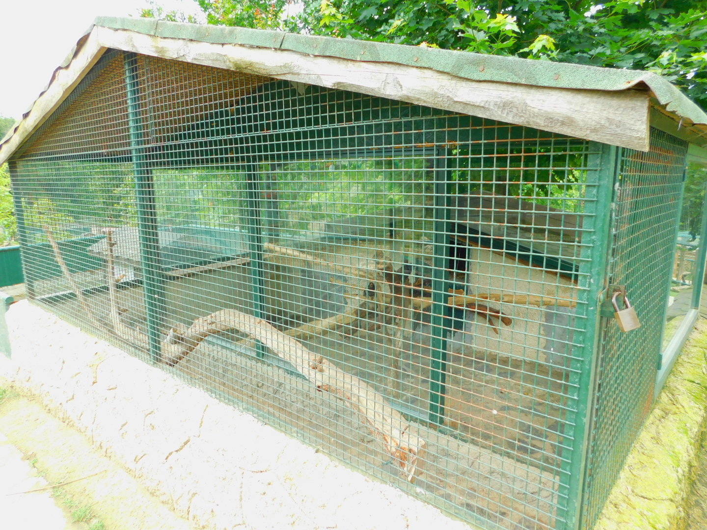 Common Marmoset Enclosure