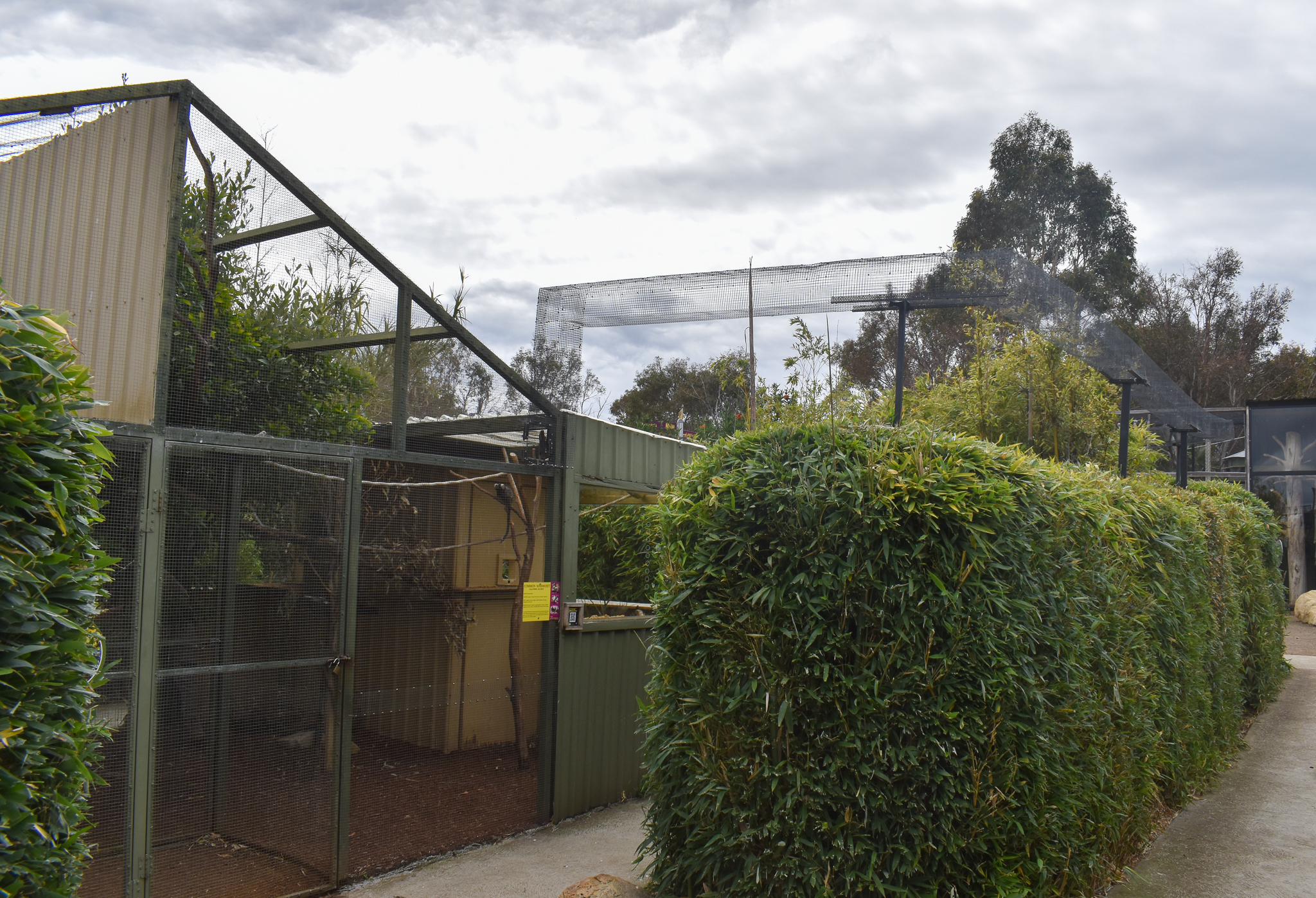 Common Marmoset enclosure