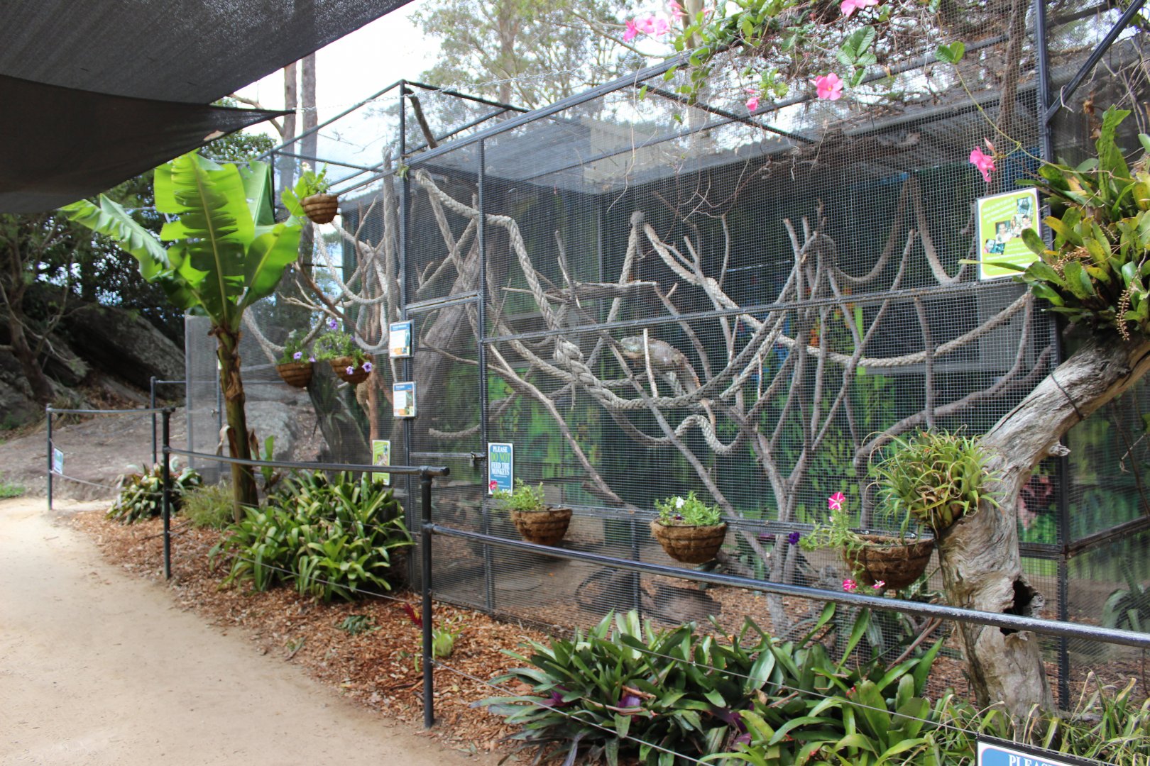 Common Marmoset enclosyre