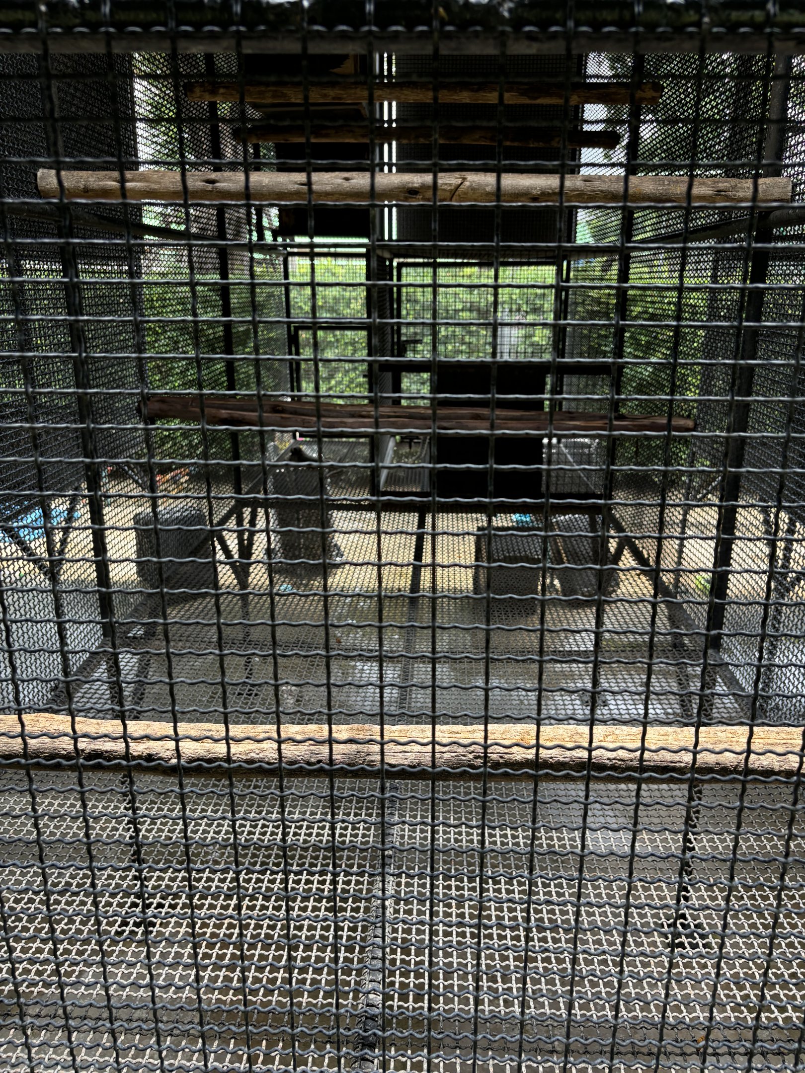 Common Marmoset Exhibit #1 - Lion Park
