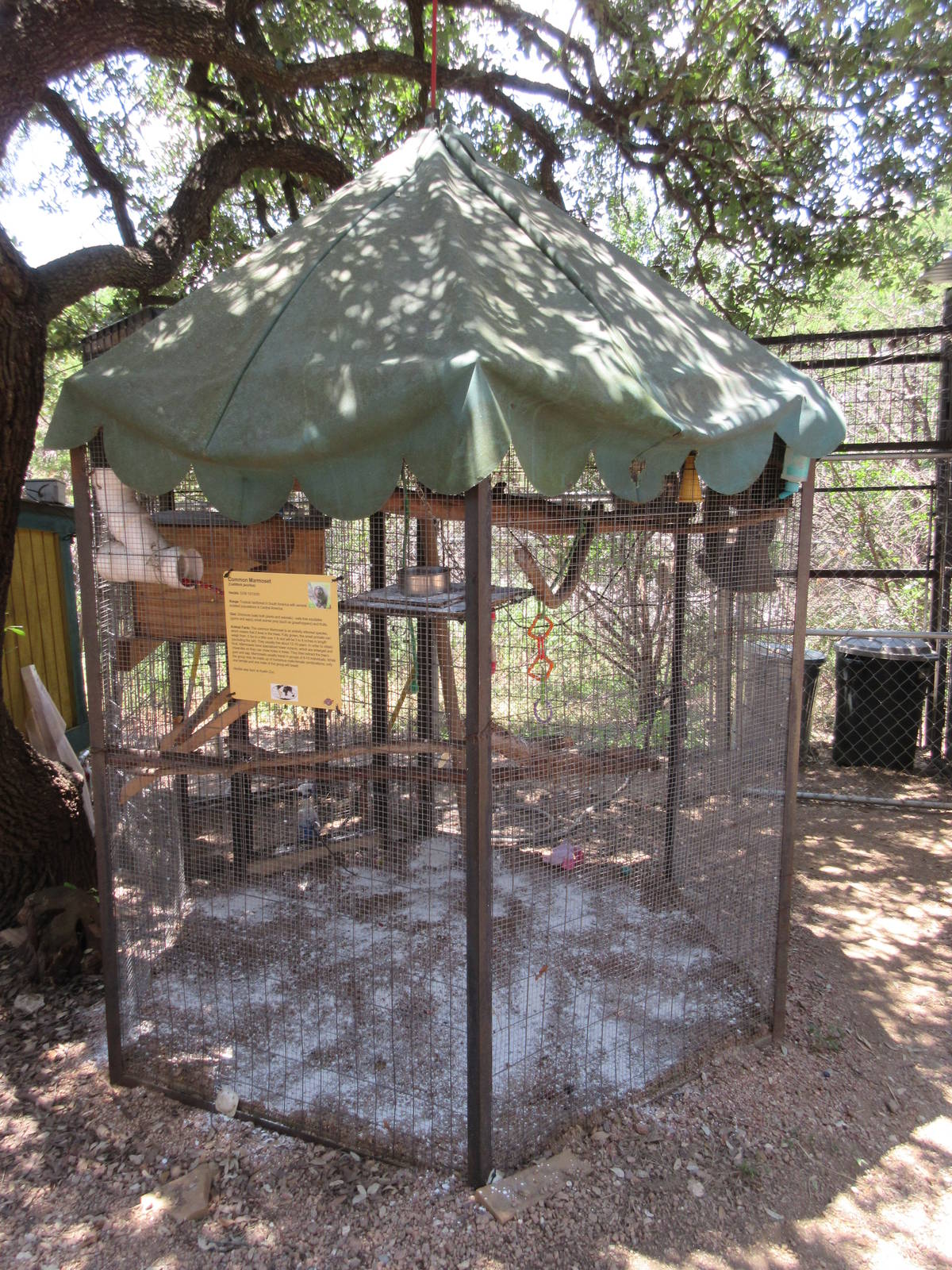 Common Marmoset Exhibit #1