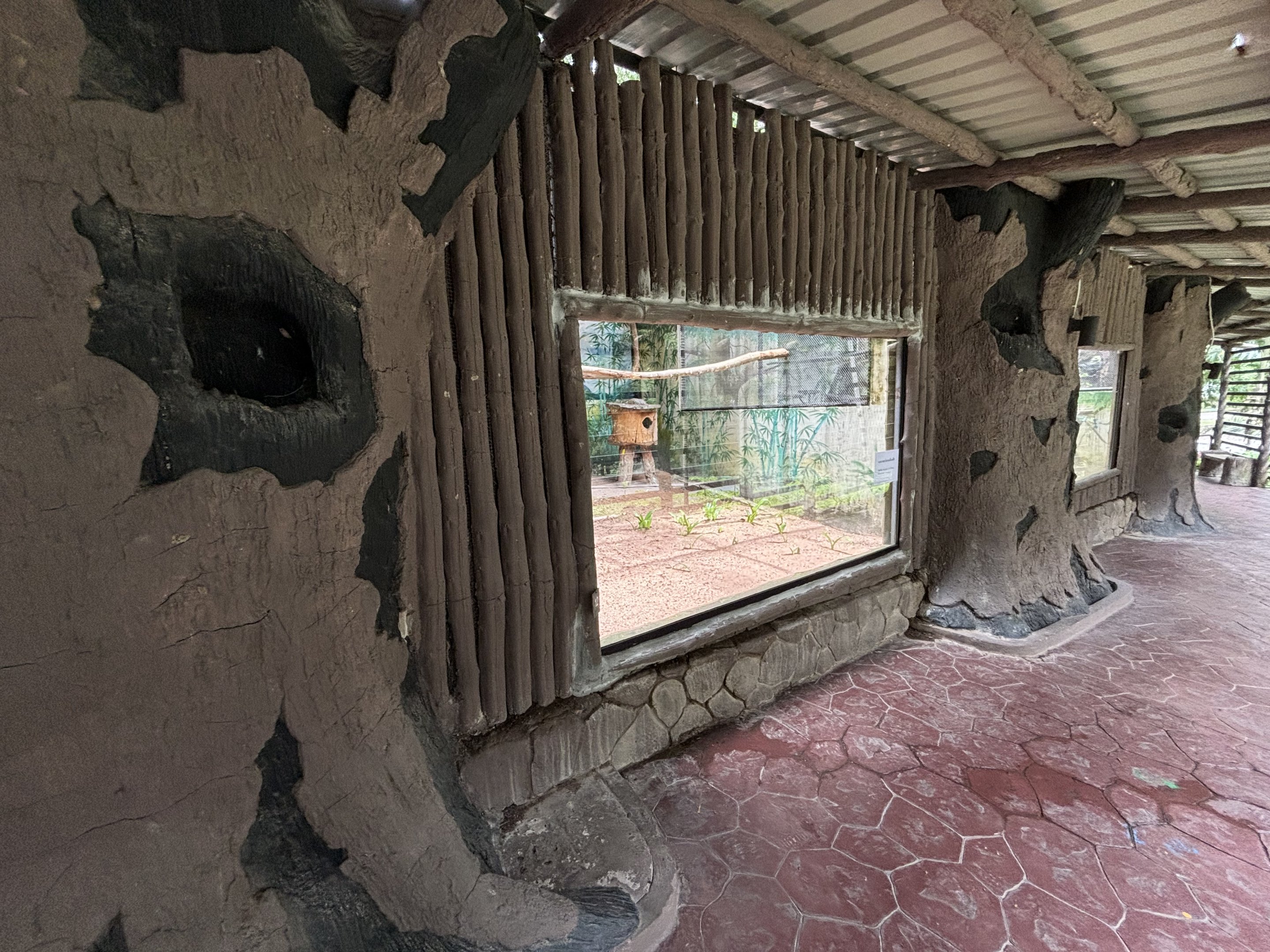 Common Marmoset Exhibit #1