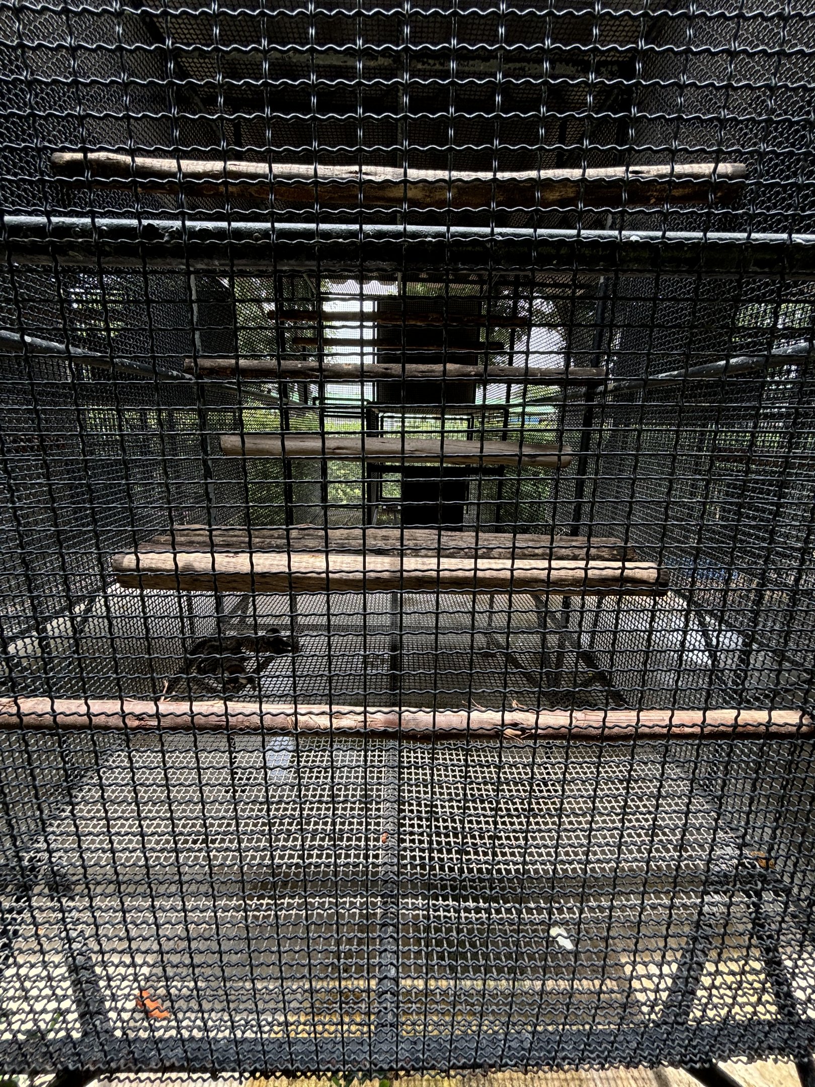 Common Marmoset Exhibit #2 - Lion Park