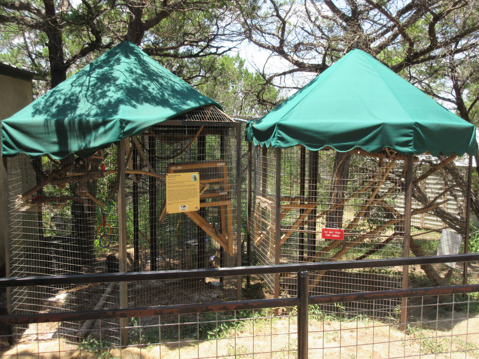 Common Marmoset Exhibit #2