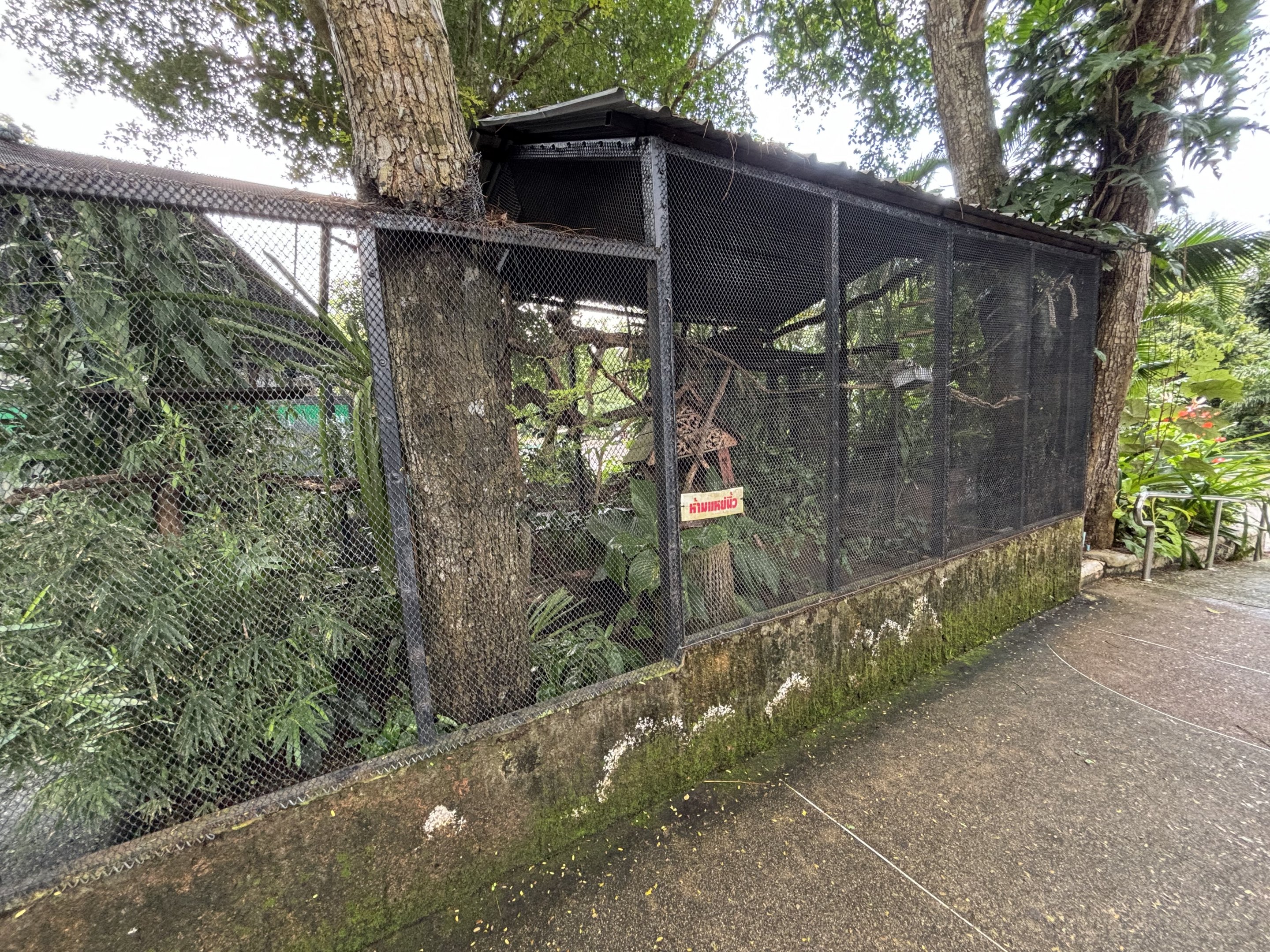 Common Marmoset Exhibit #2