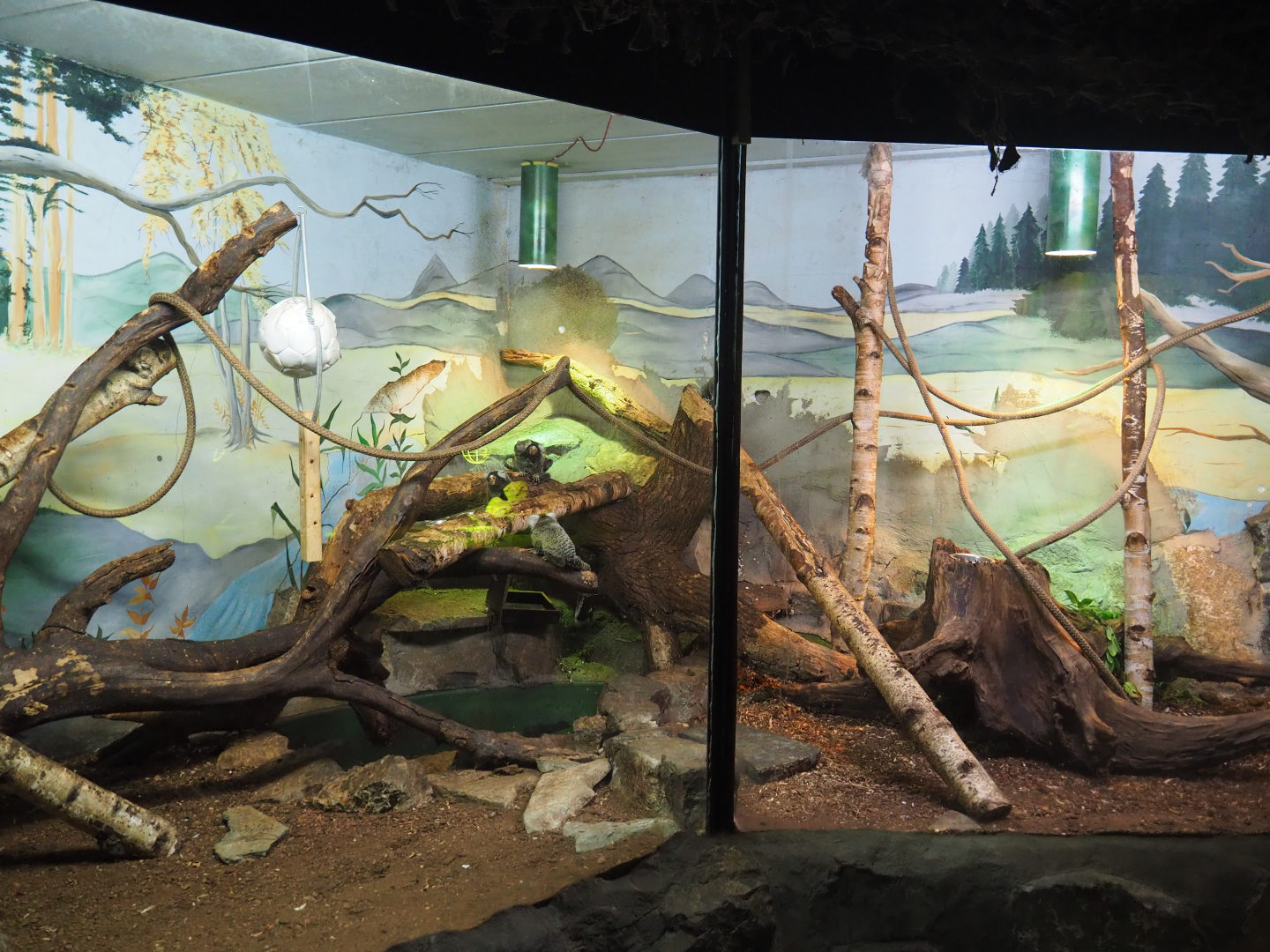 Common marmoset exhibit, 2019-08-04