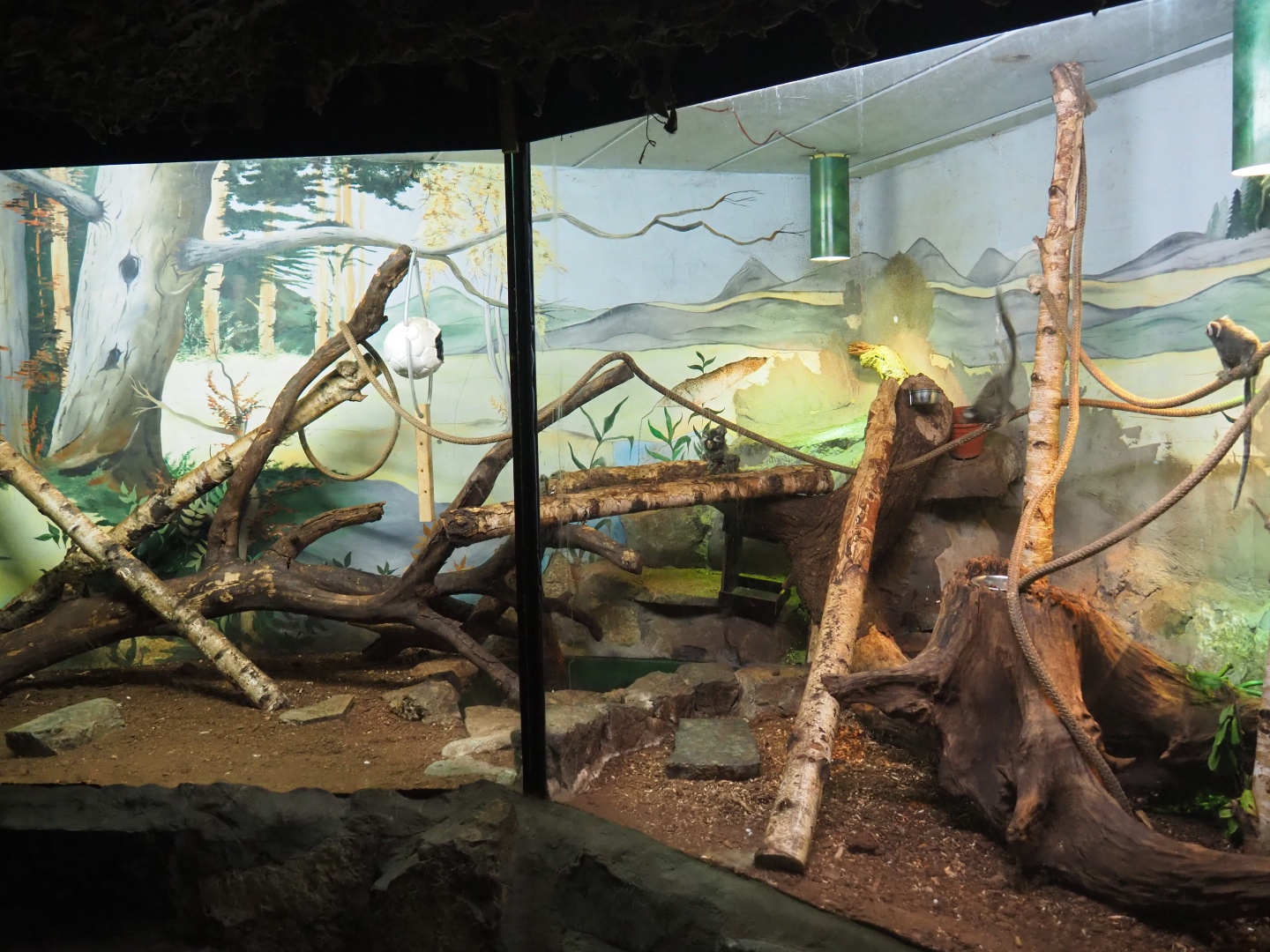 Common marmoset exhibit, 2019-08-04