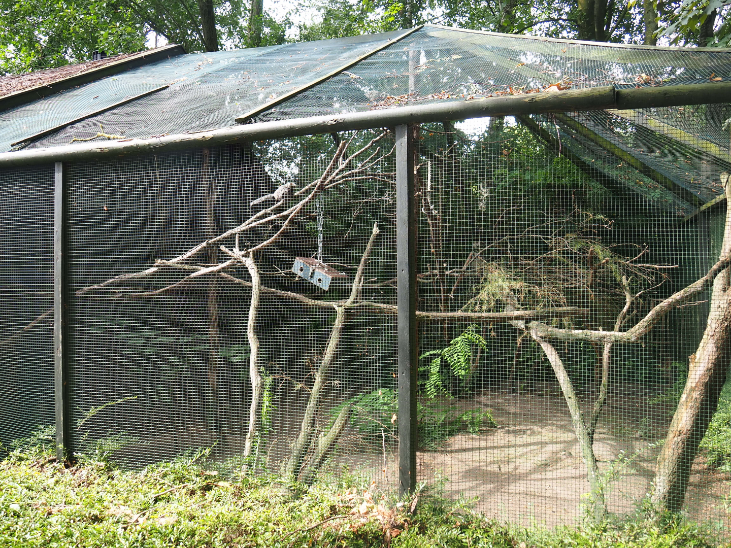 Common marmoset exhibit, 2019-08-11