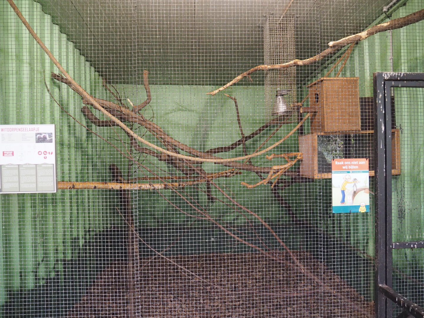 Common marmoset exhibit, 2021-06-15