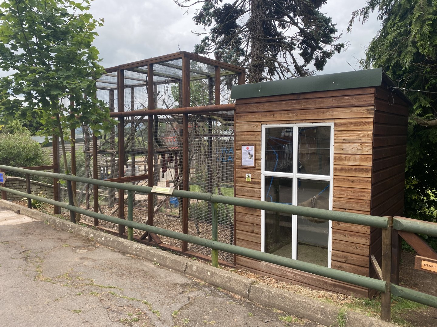 Common marmoset exhibit 210621