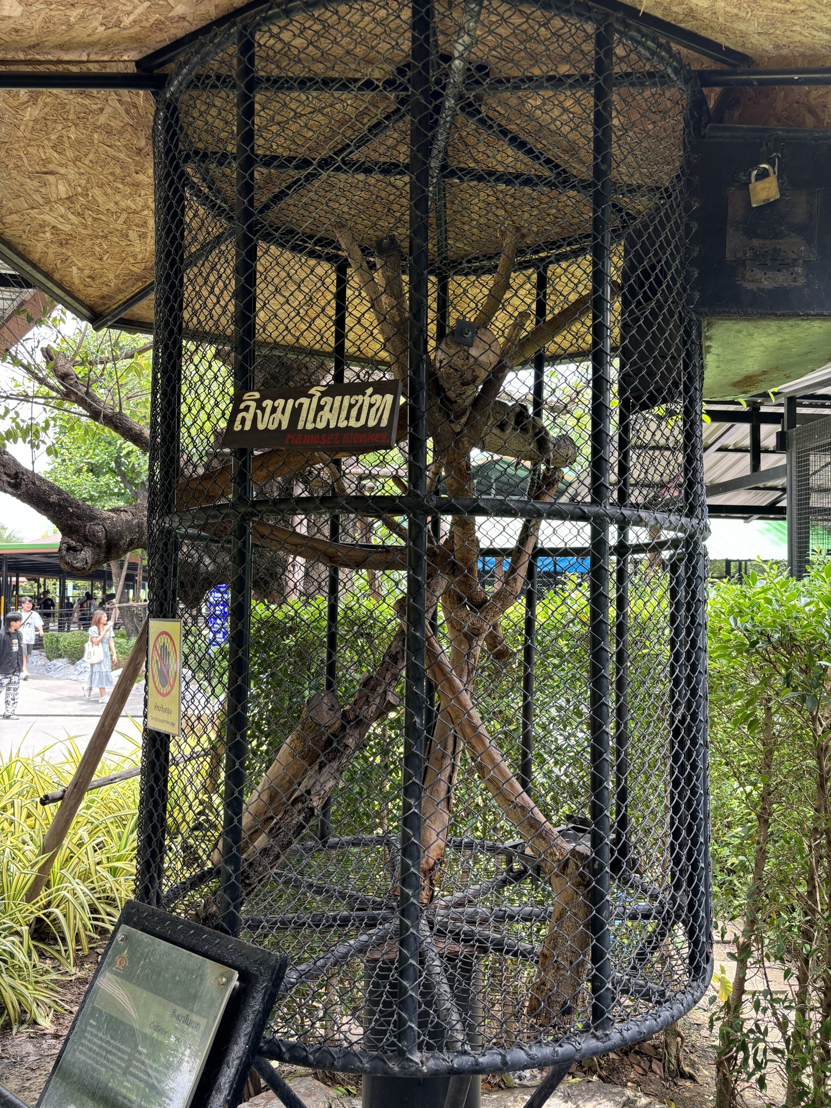 Common Marmoset Exhibit #3 - Lion Park