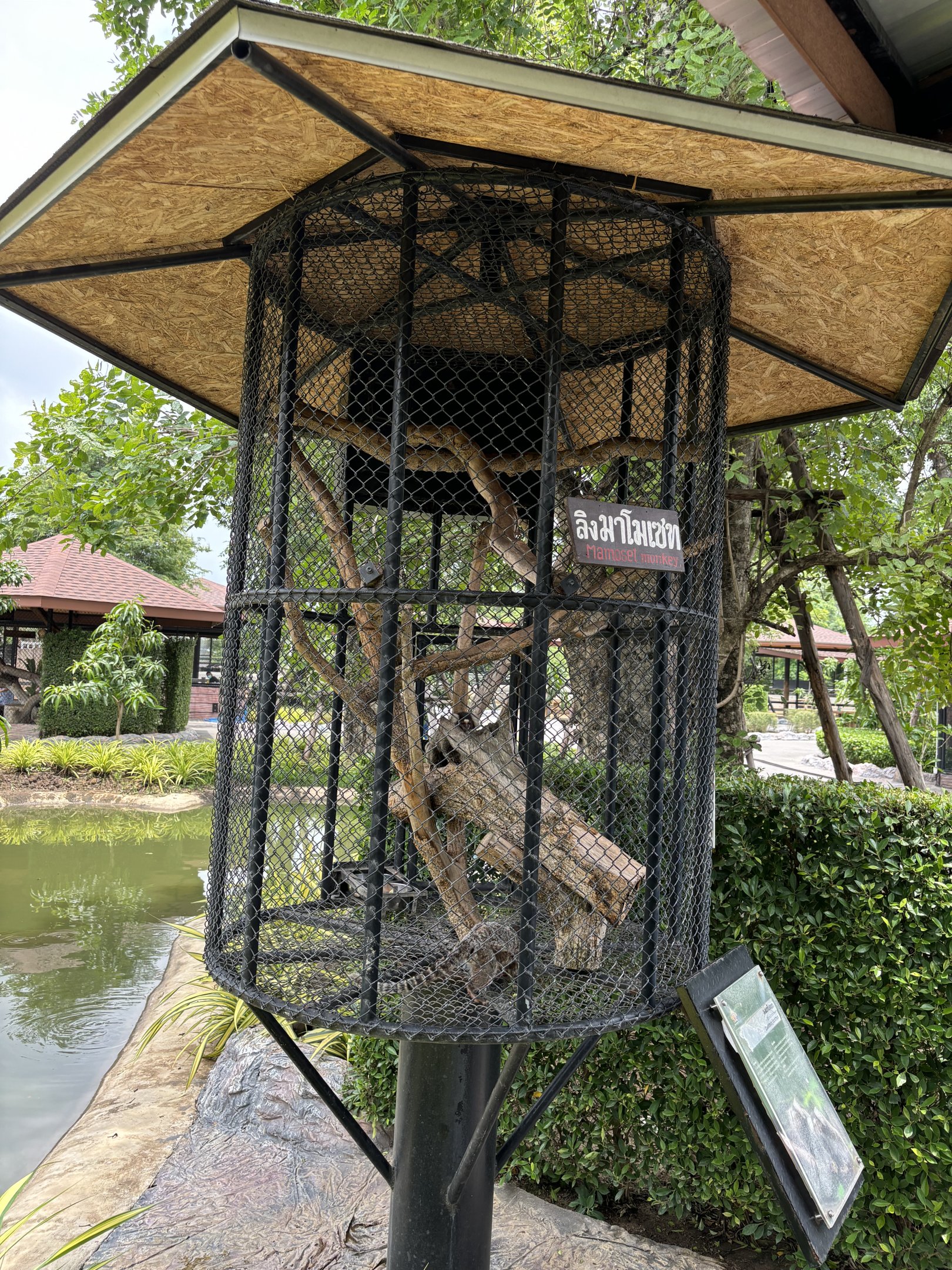 Common Marmoset Exhibit #4 - Lion Park