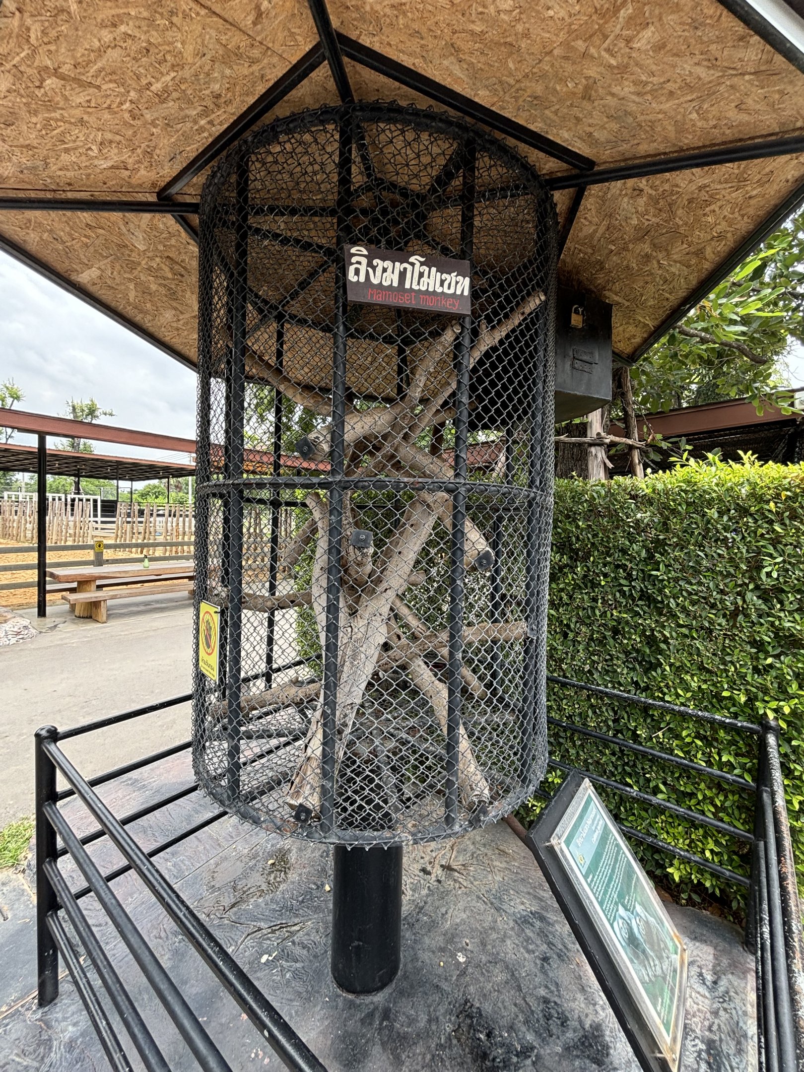 Common Marmoset Exhibit #5 - Lion Park