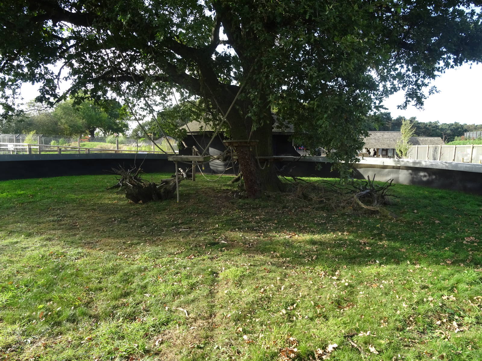 Common Marmoset Exhibit at Yorkshire Wildlife Park