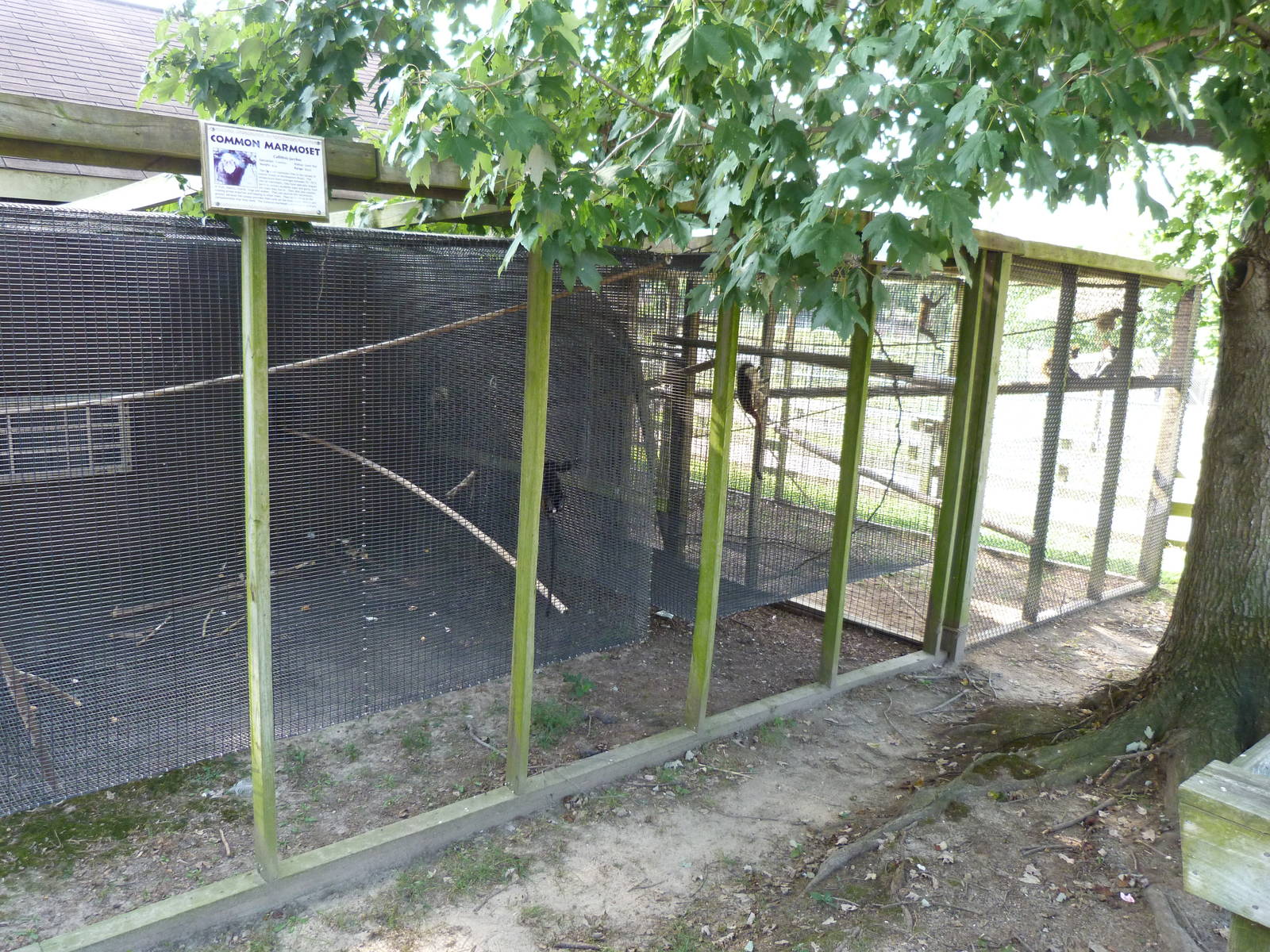 Common Marmoset Exhibit - August 2014