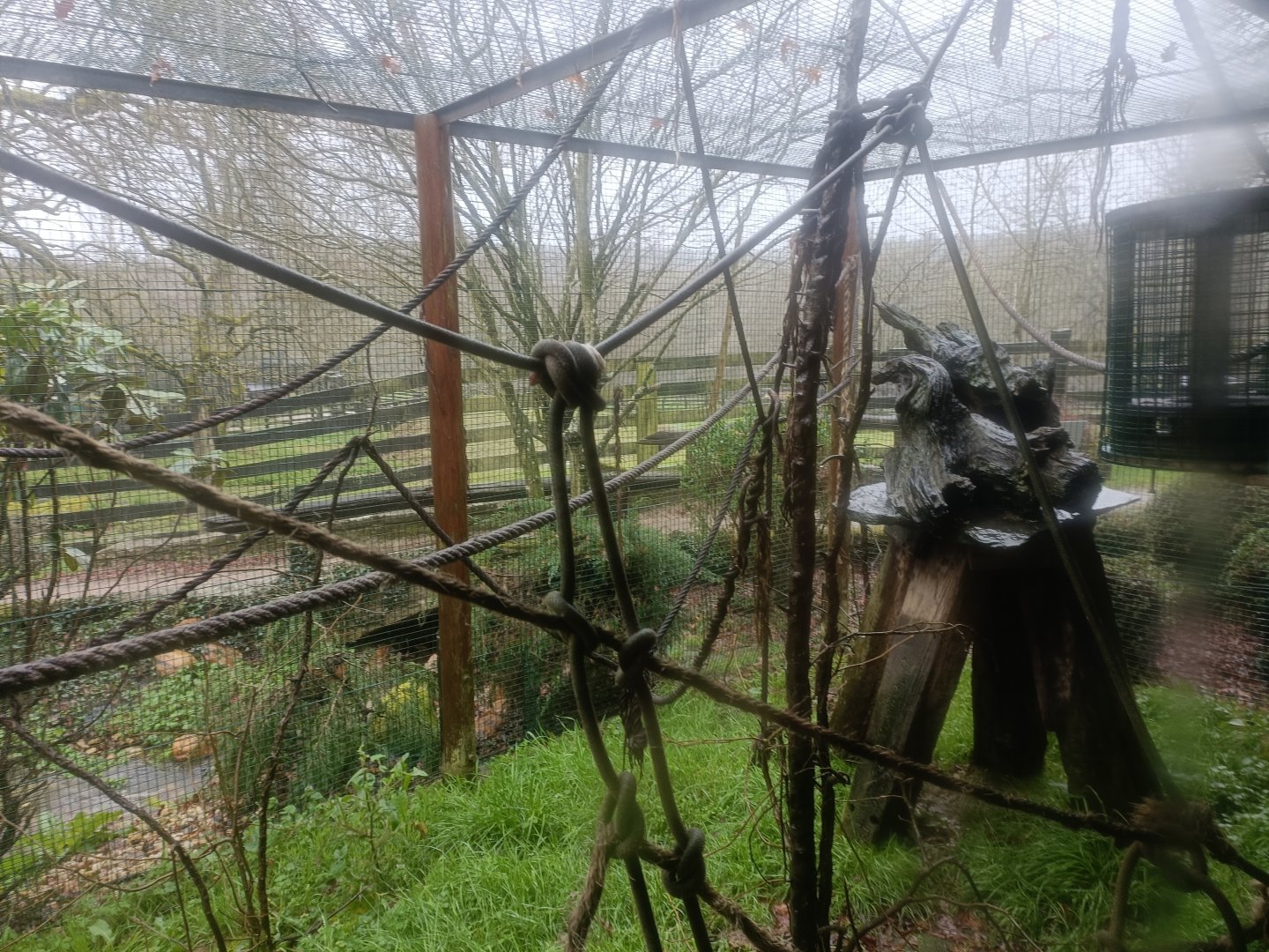 Common marmoset exhibit -Marcelle Naturaleza