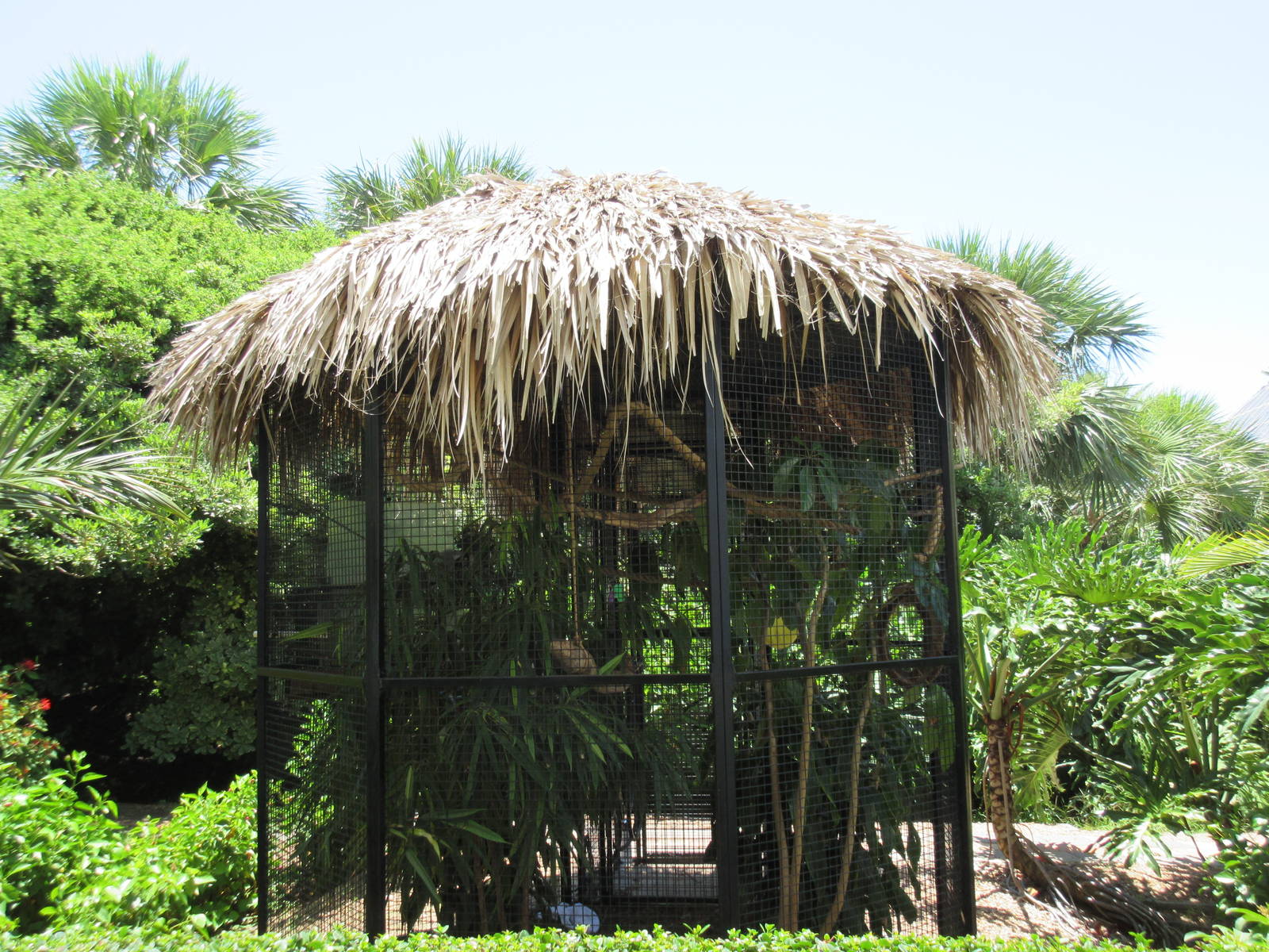 Common Marmoset Exhibit