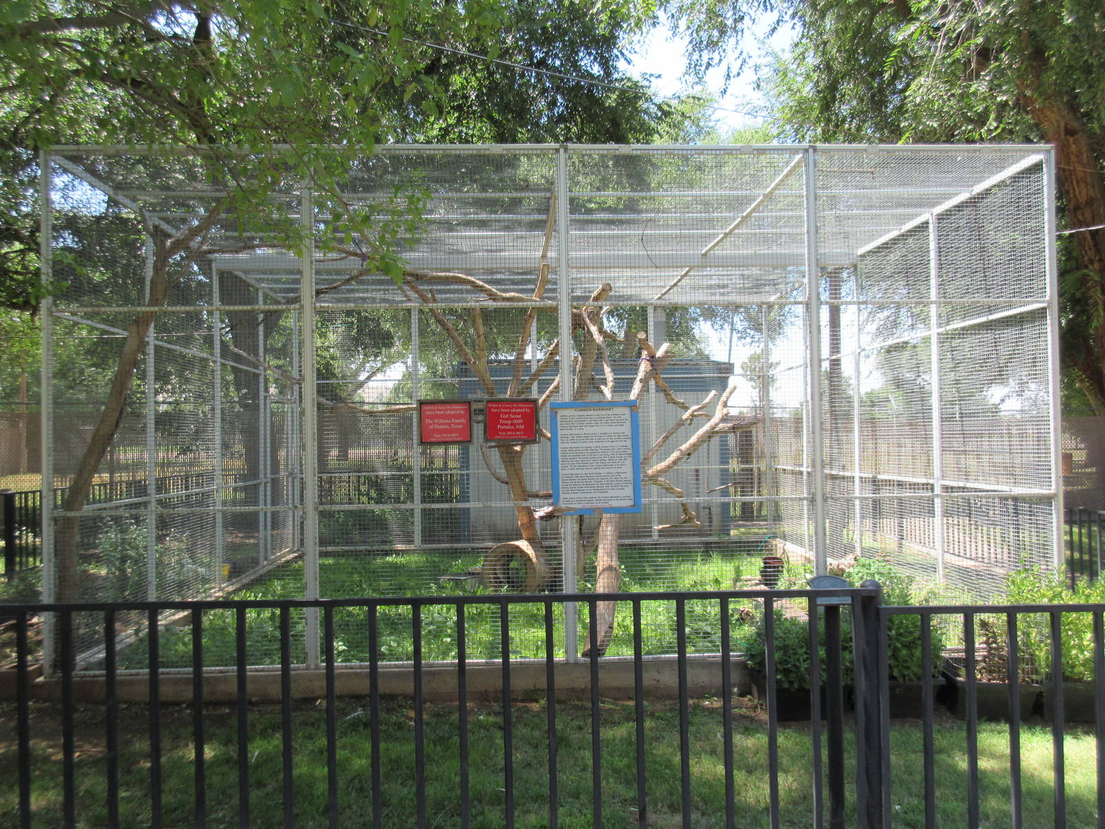 Common Marmoset Exhibit